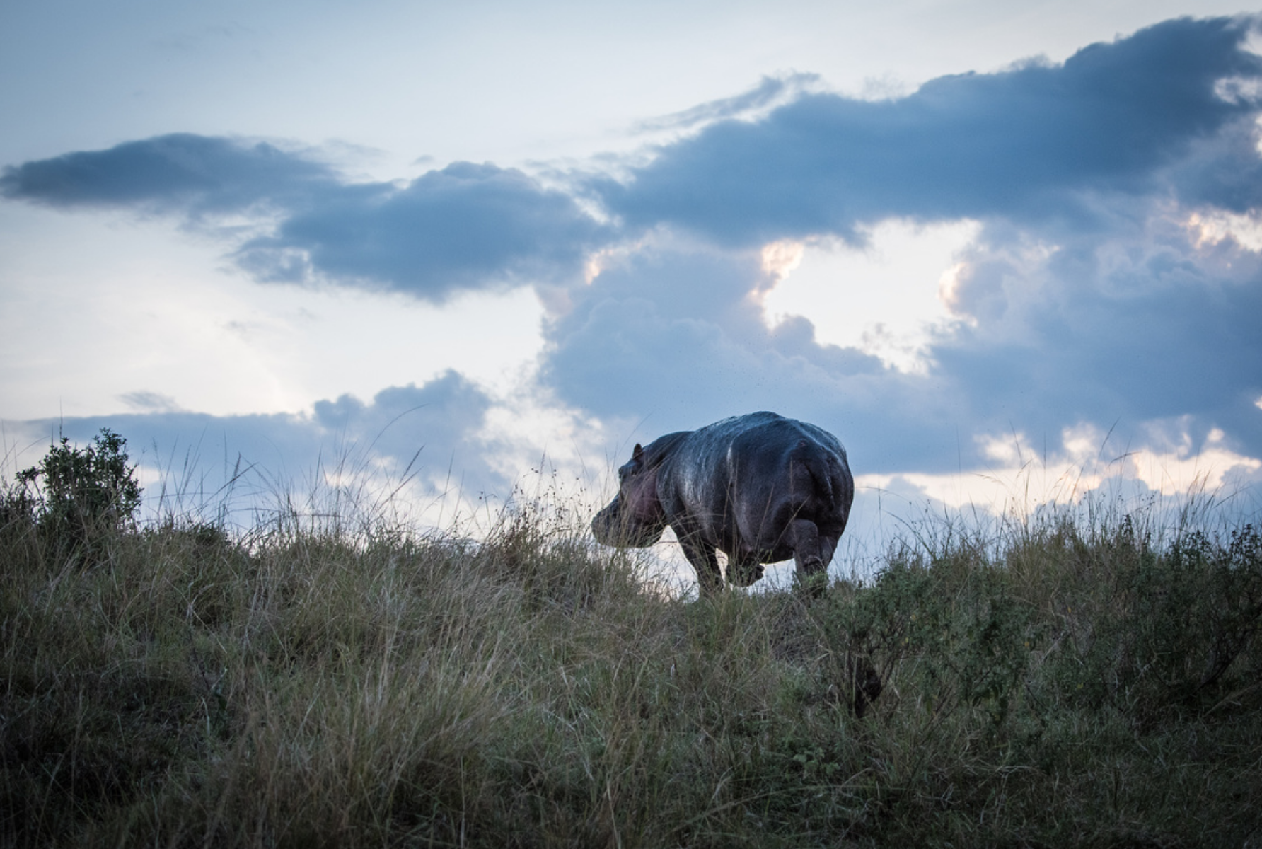 Retreating Hippo