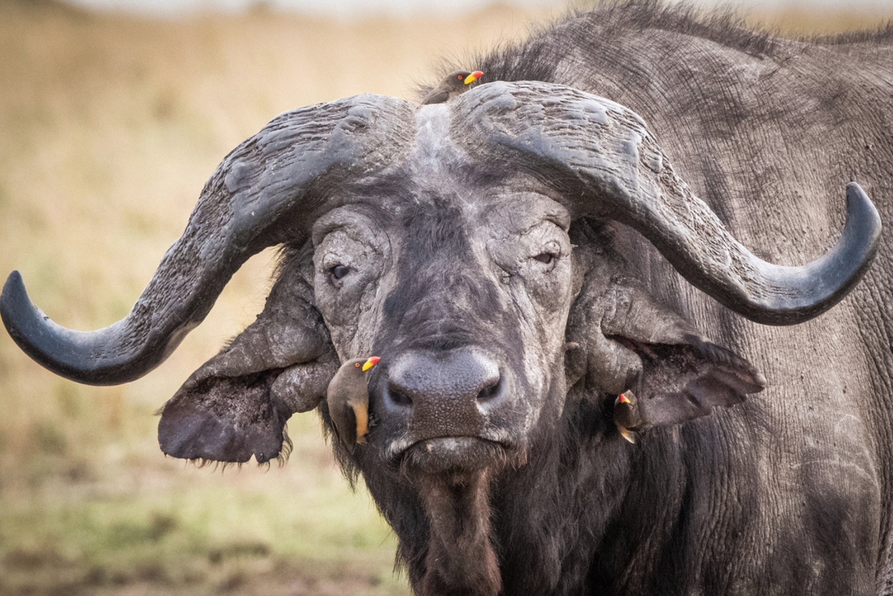 Long suffering buffalo