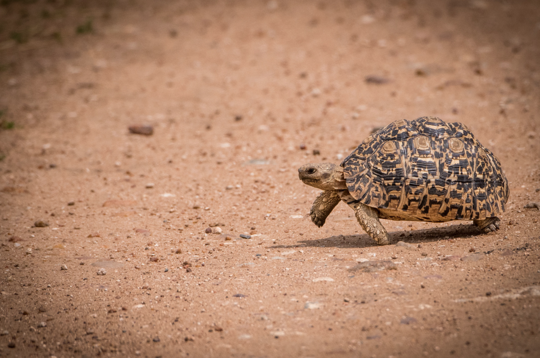 Tortoise on the move