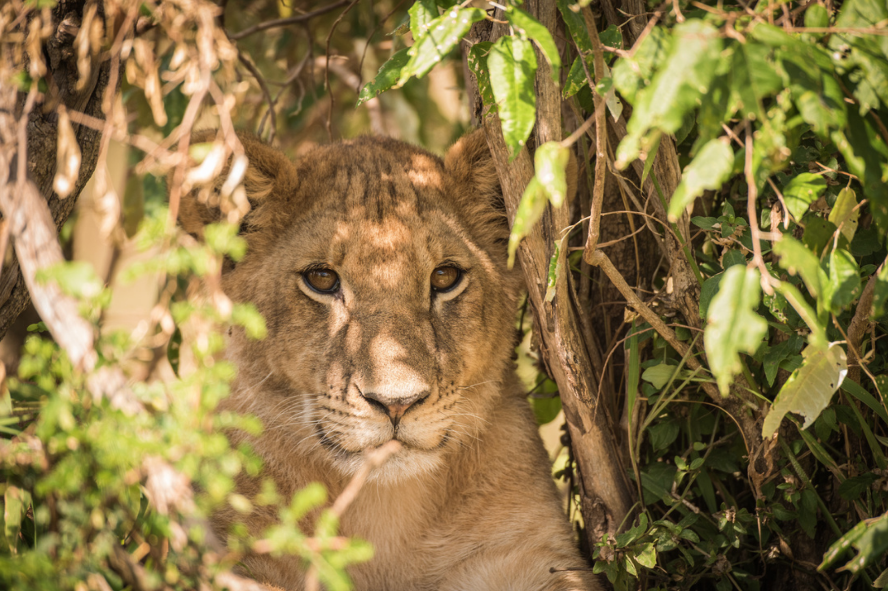 lion cub