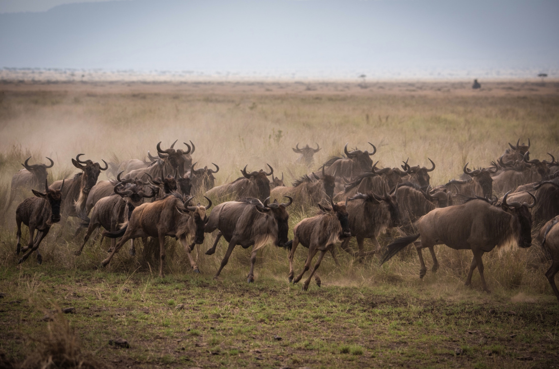 Herd of wildebeest