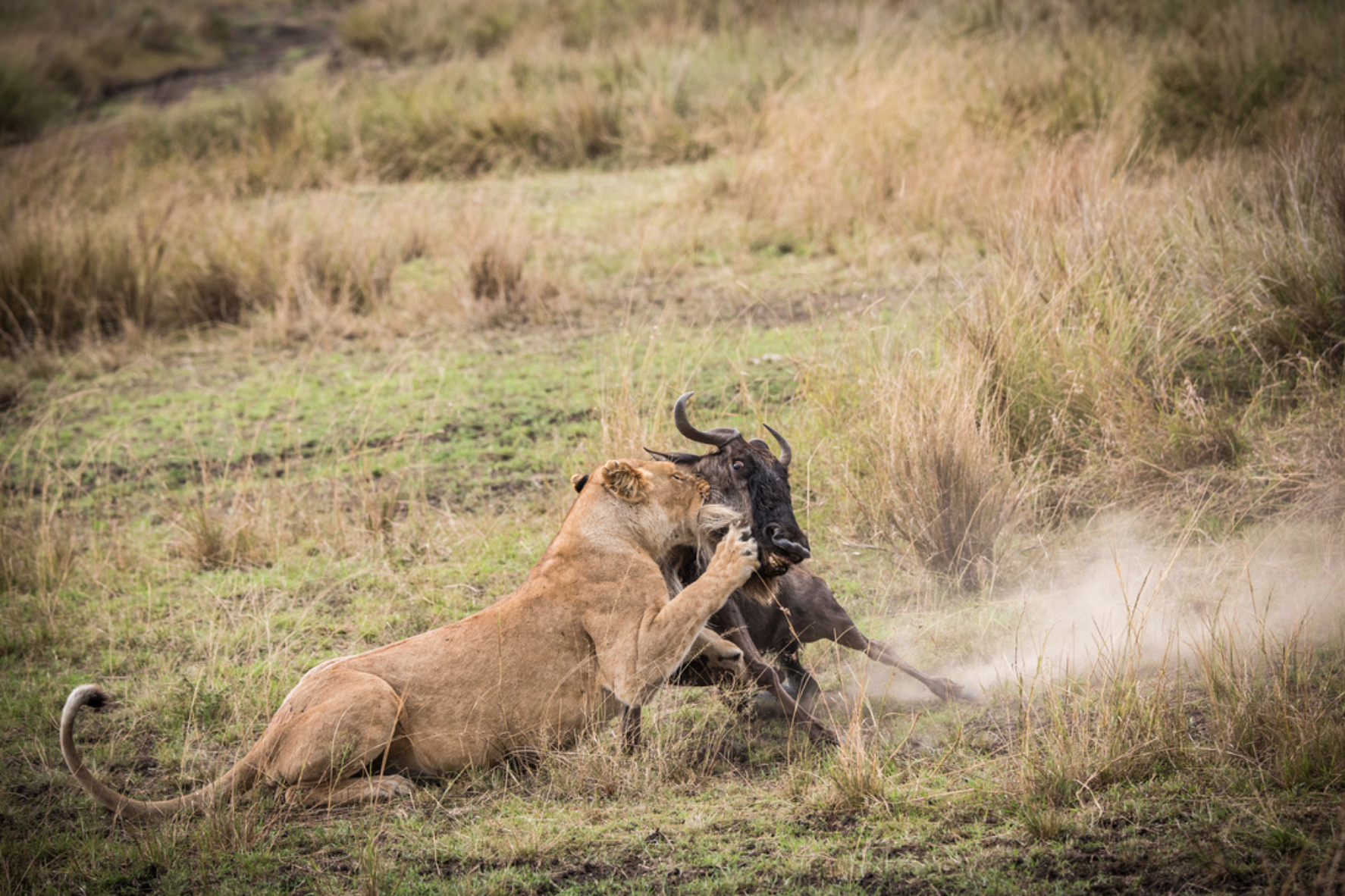 lioness on wildebeest