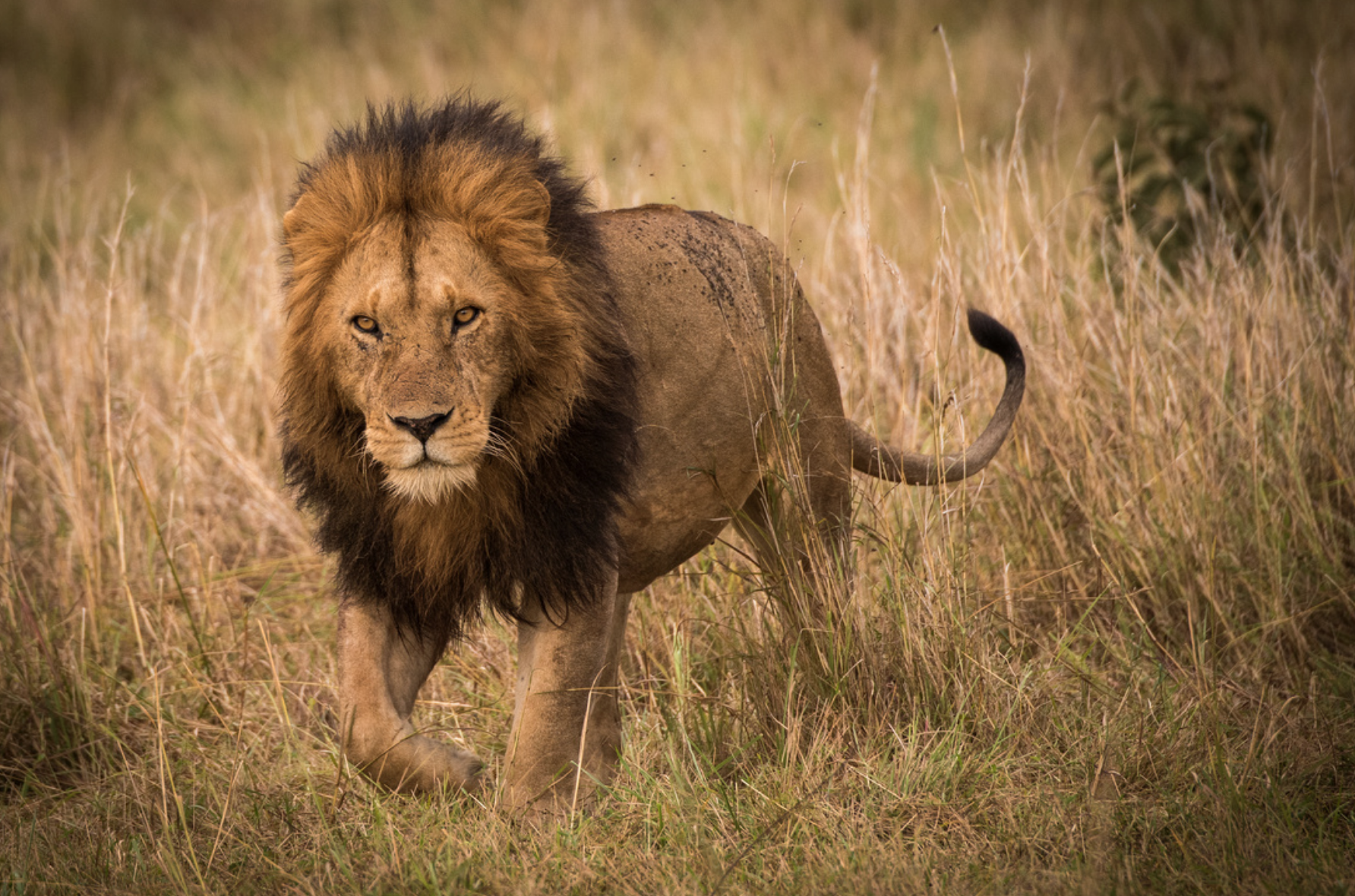 male lion