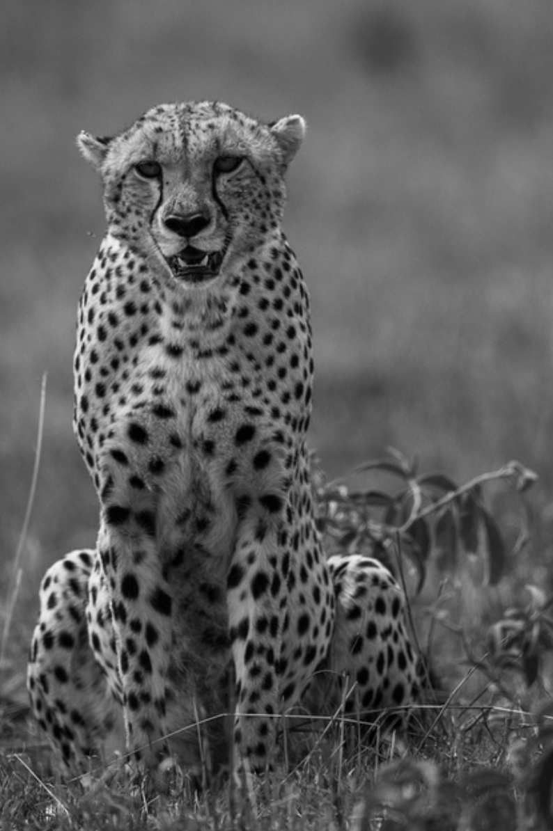black and white cheetah