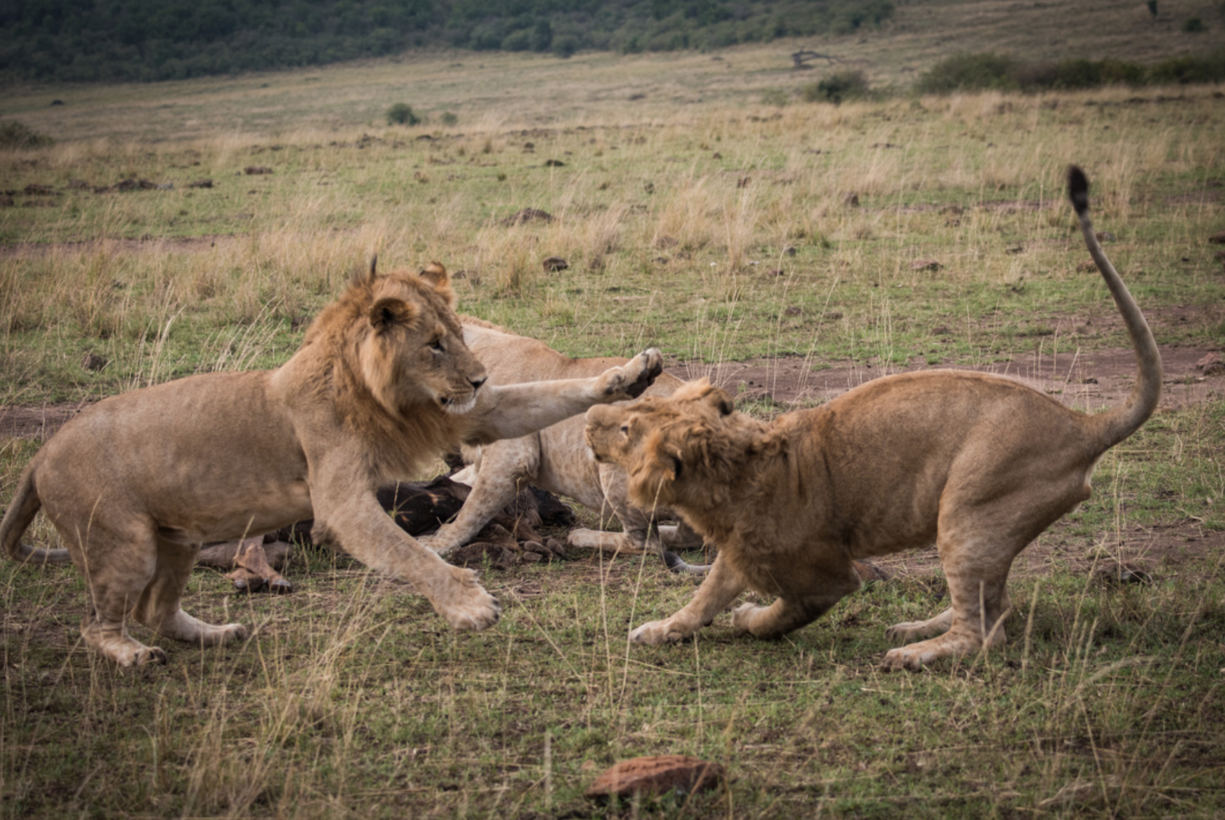 male lions playing