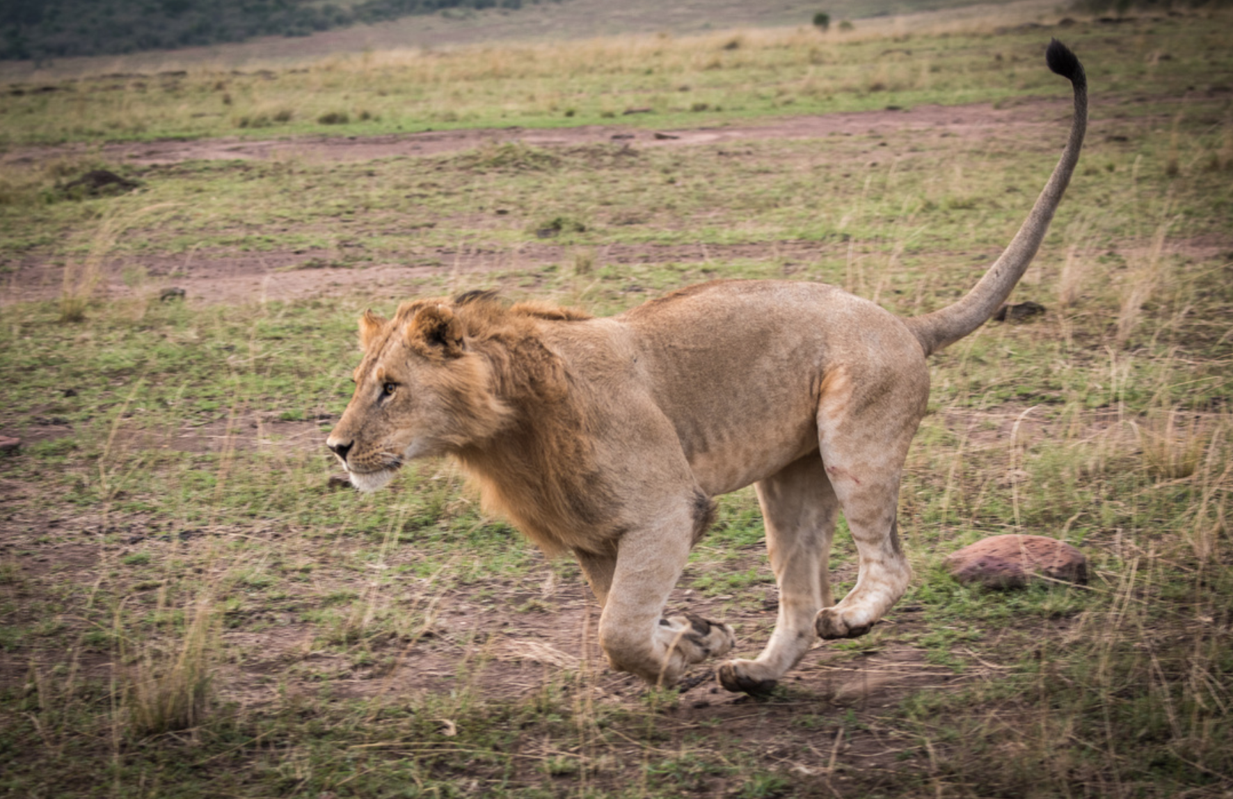 male lion playing