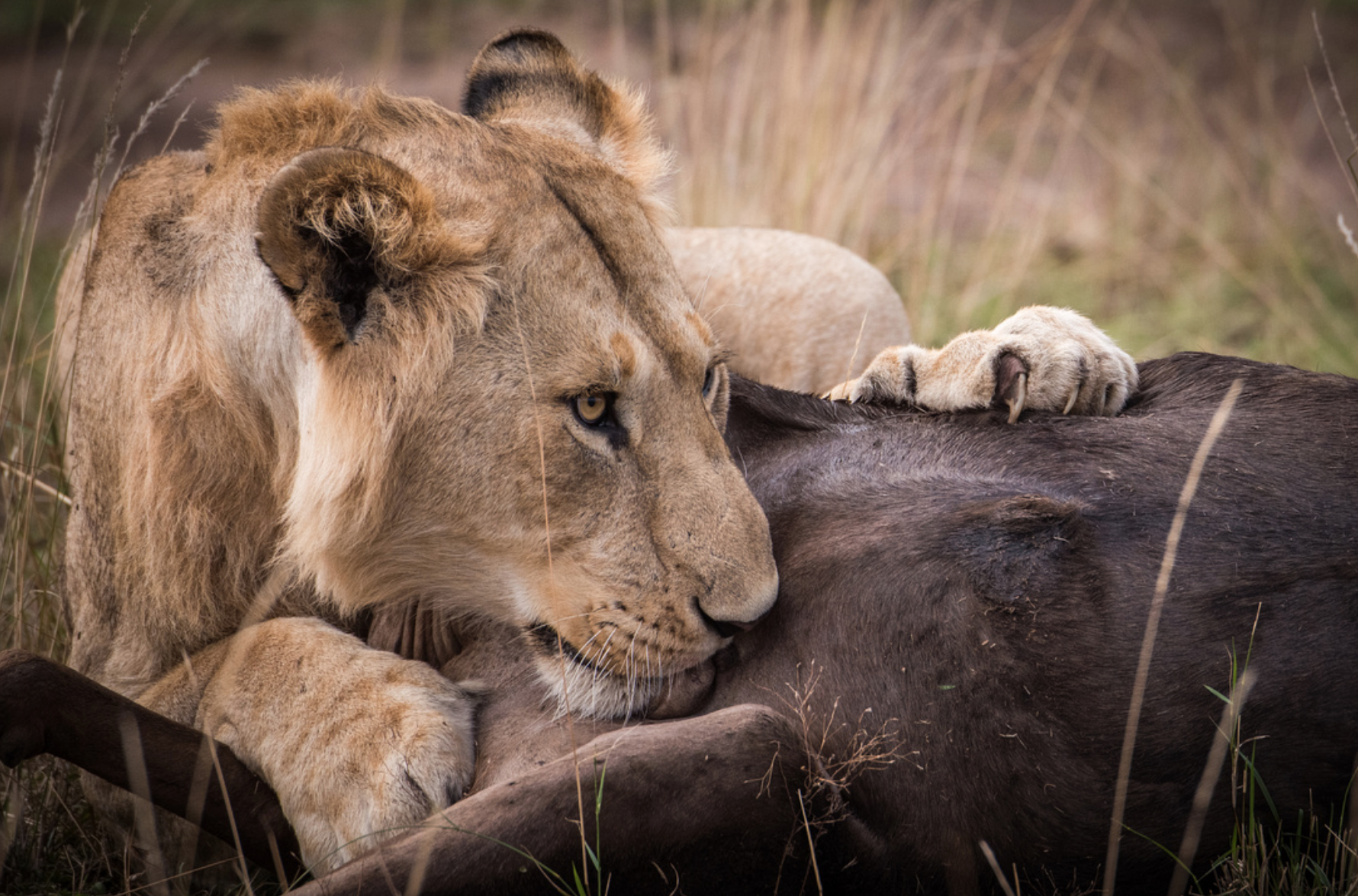 lion on wildebeest kill