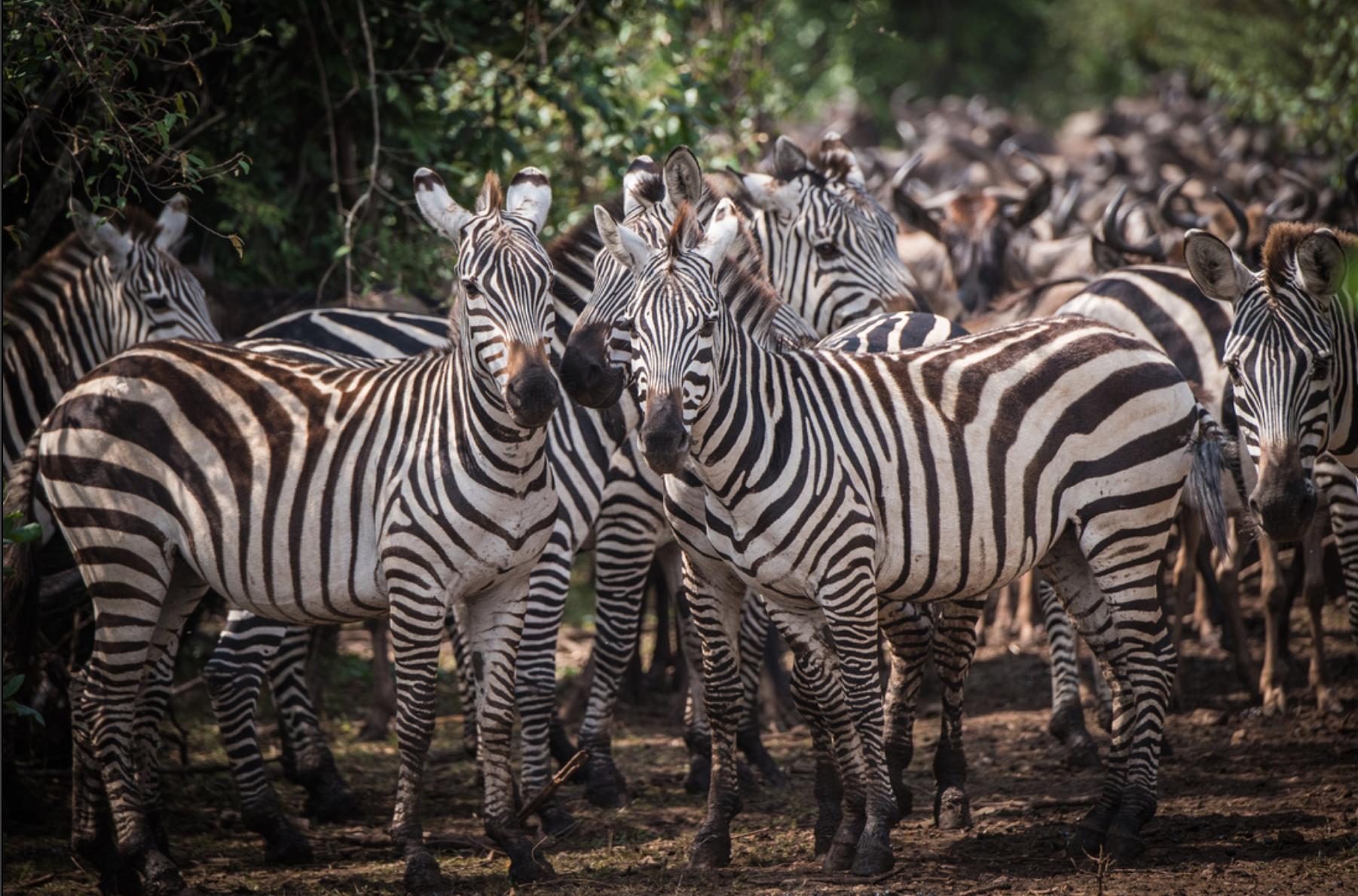 zebras