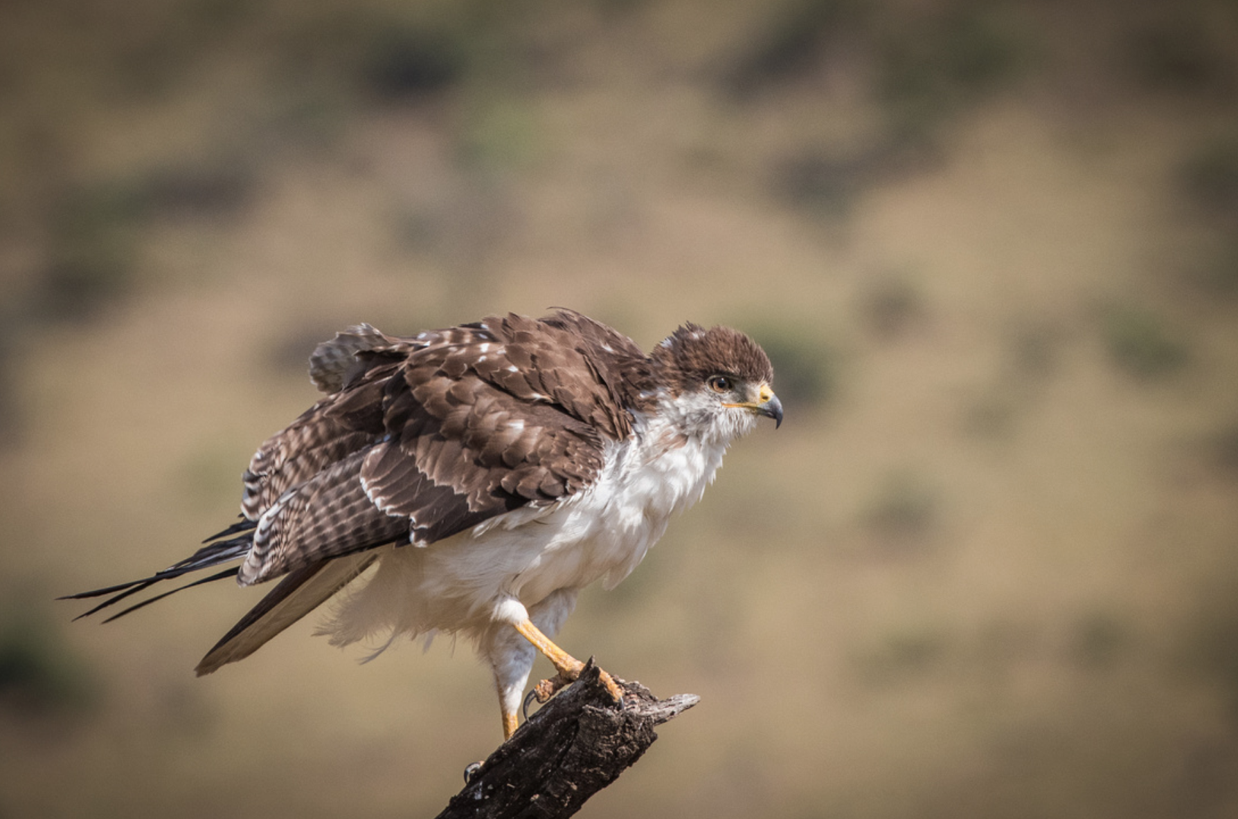 Augur Buzzard