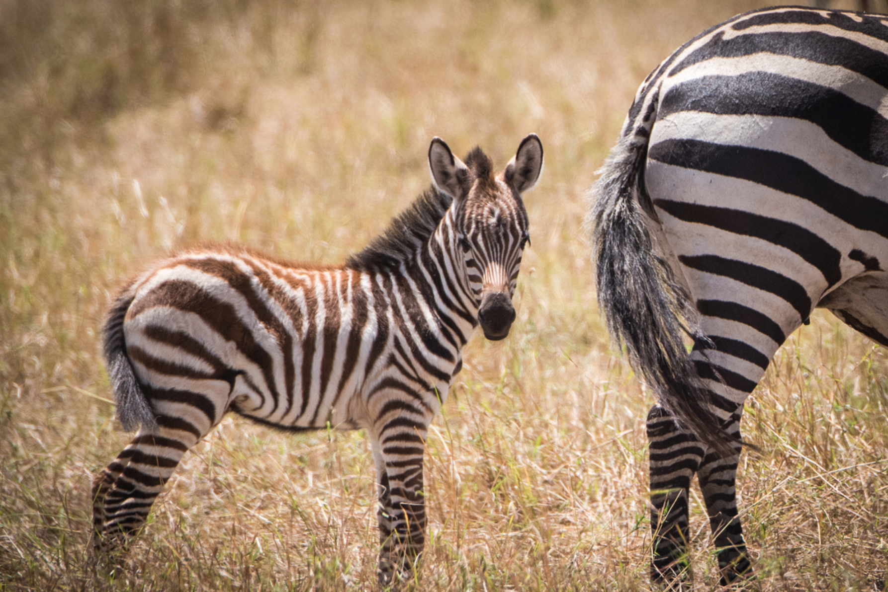 zebra foal