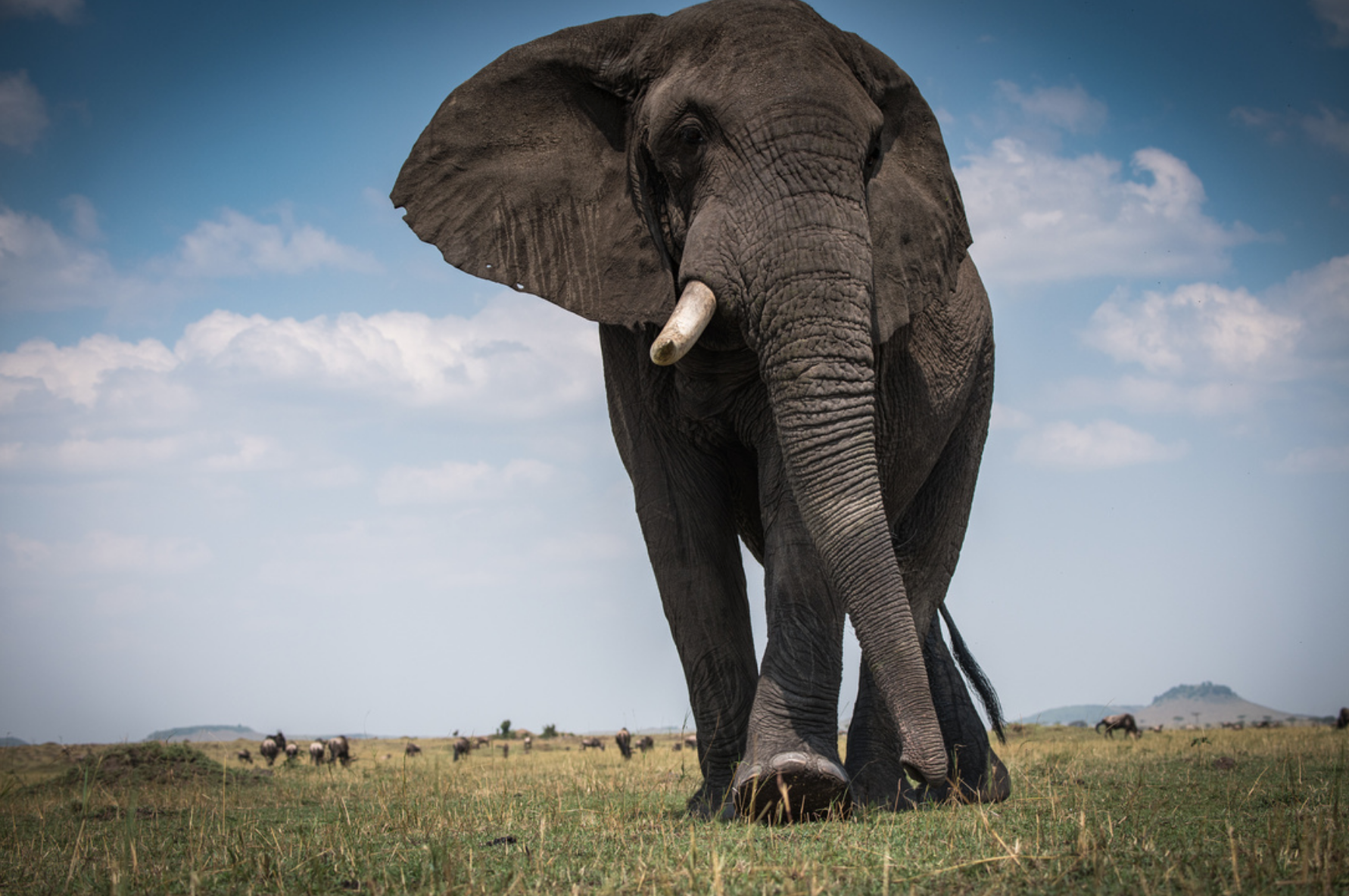 Elephant with one tusk 