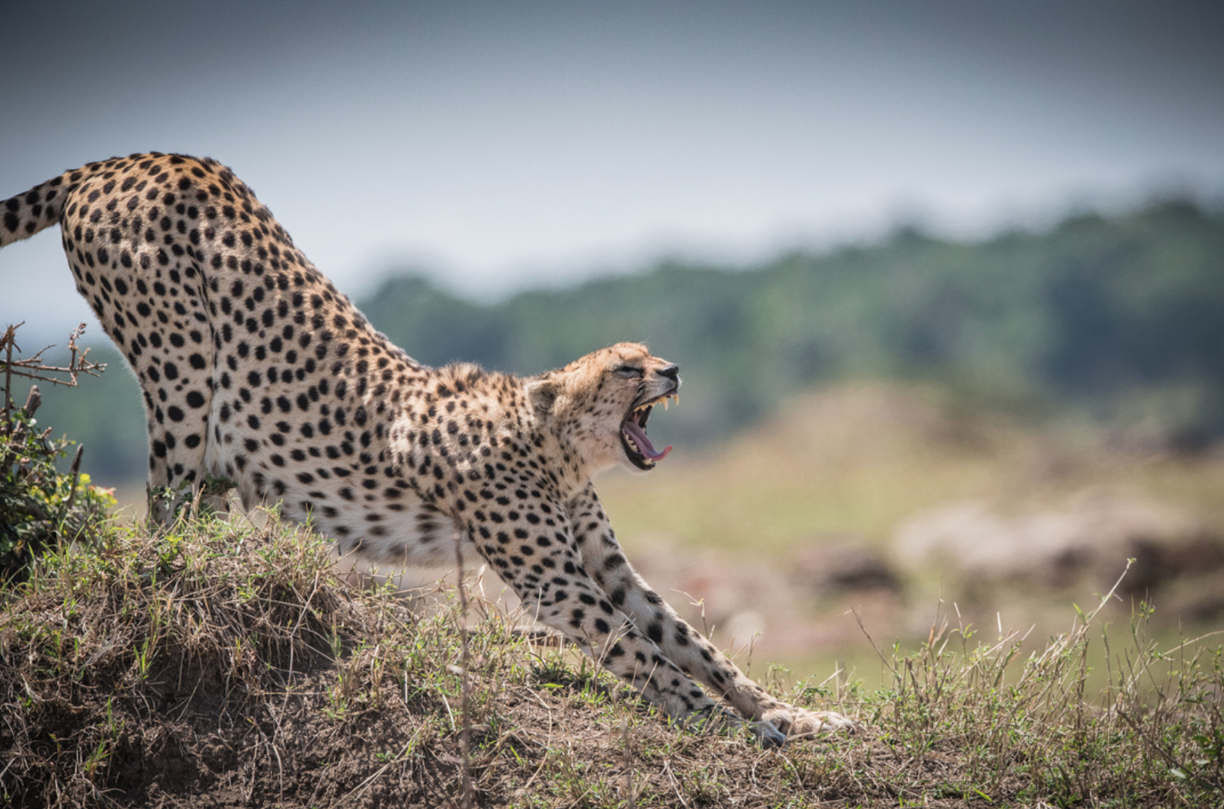 cheetah yawning