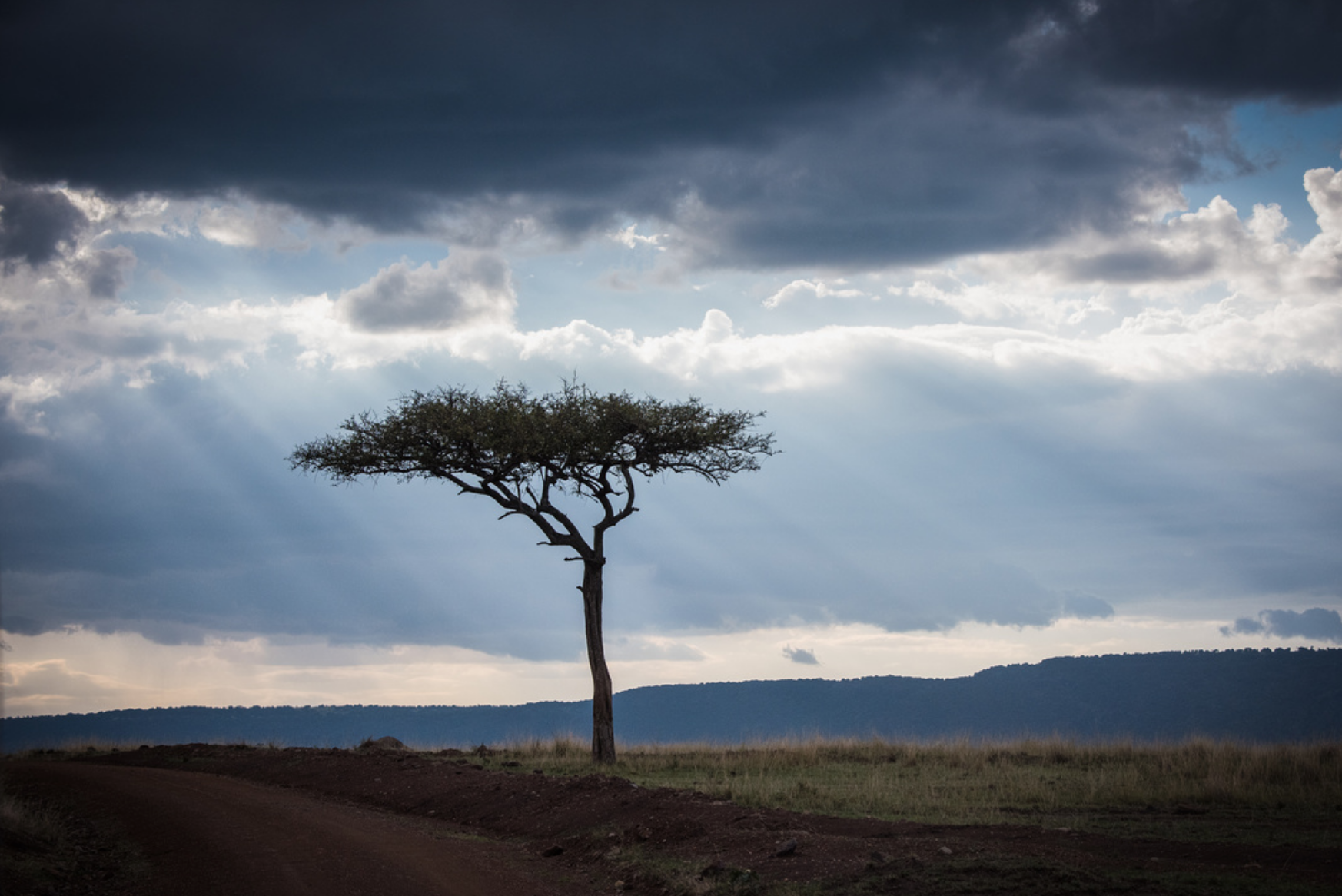 Moody trees in the Mara