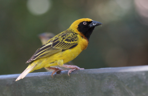 Speke's weaver bird, photograph courtesy of Adam Scott Kennedy