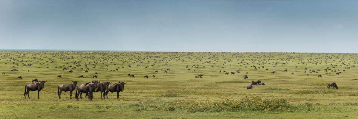 Serengeti-Wildebeest-Pano