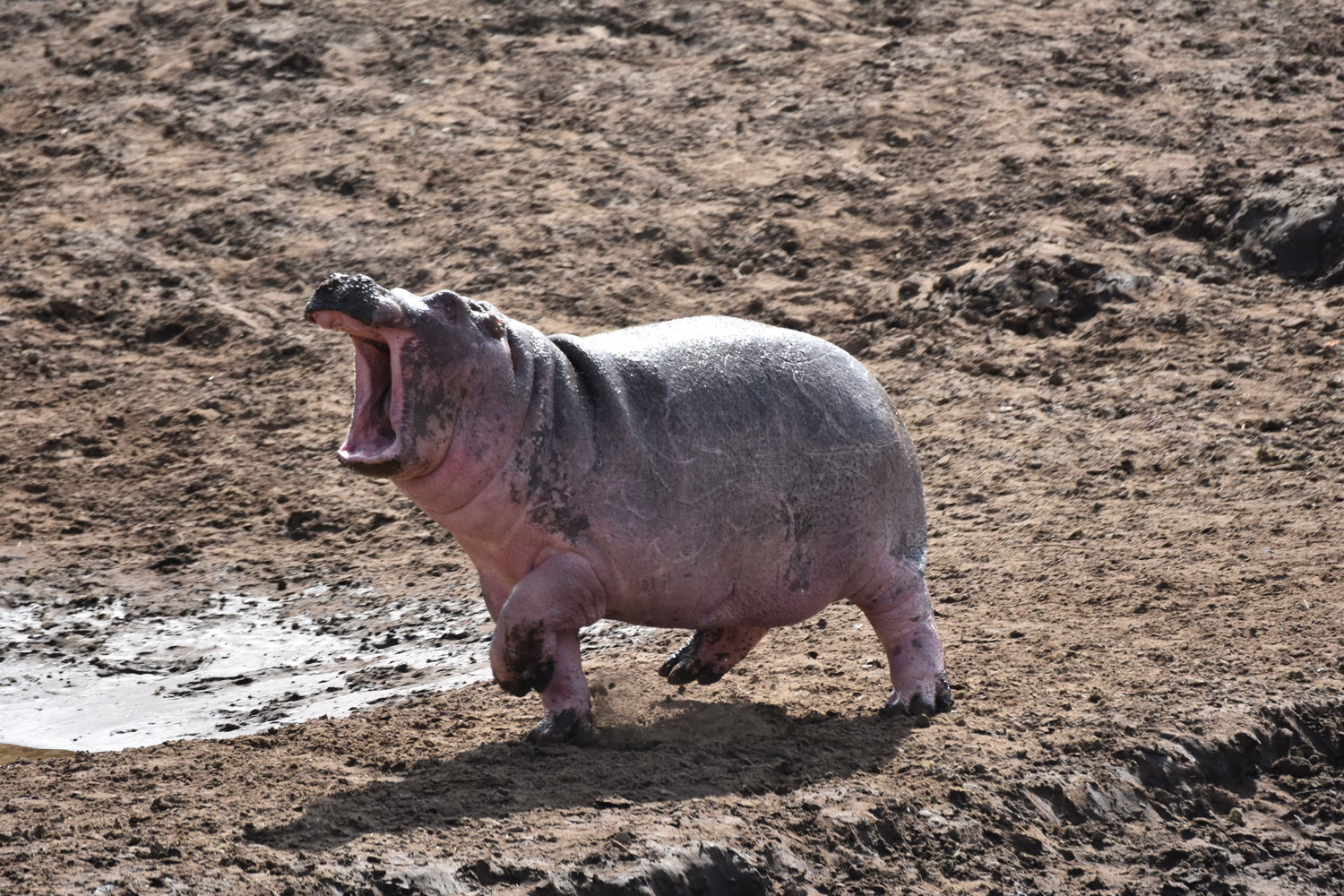 Shouting Hippo