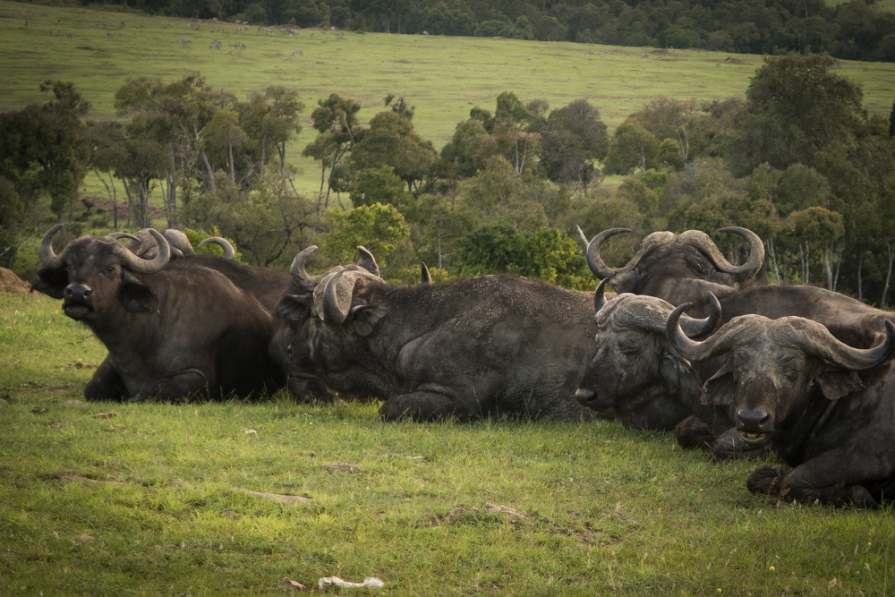 Buffalo