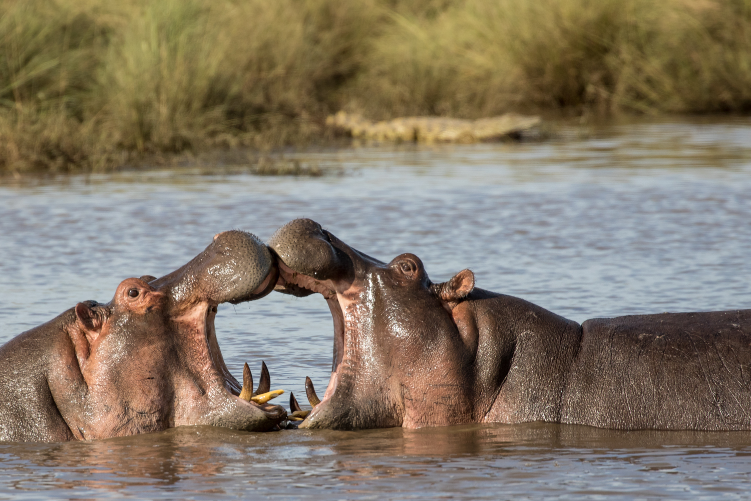 Sparring Hippos