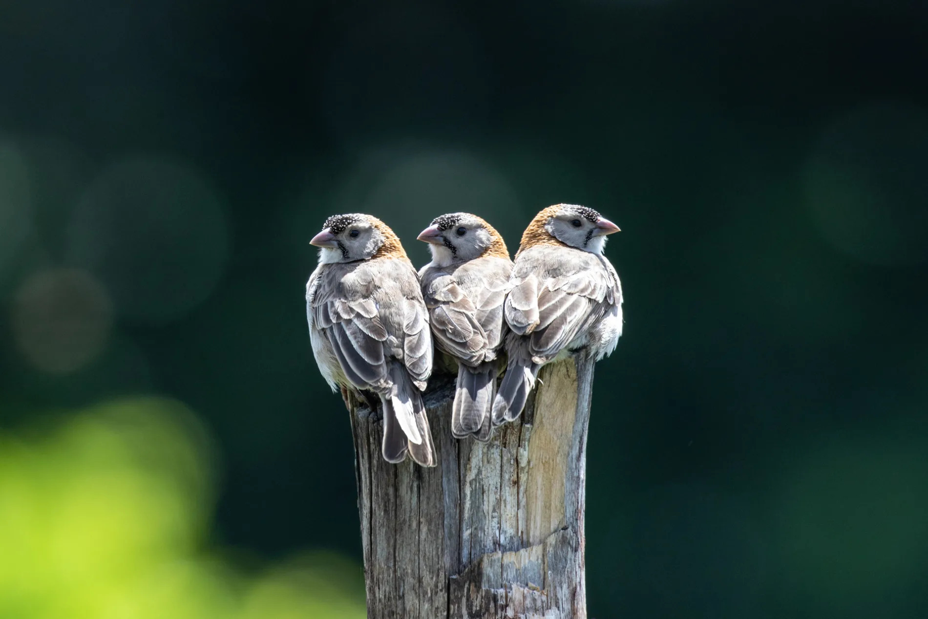 Speckle-fronted Weavers