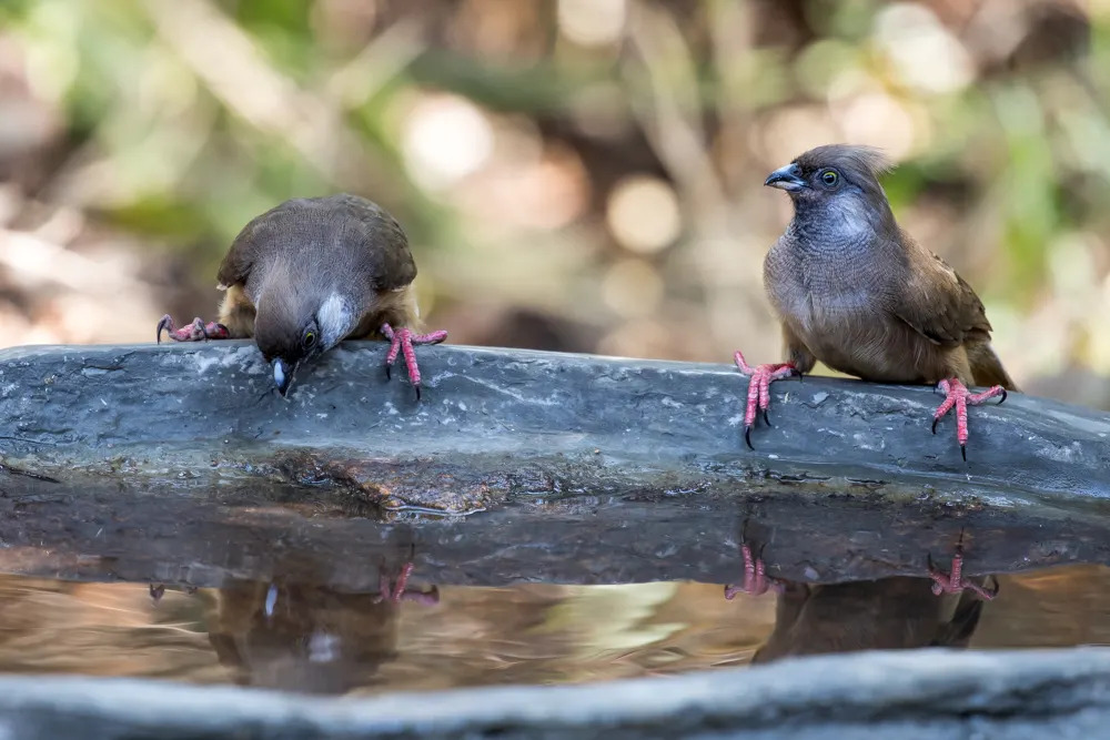 Speckled Mousebirds