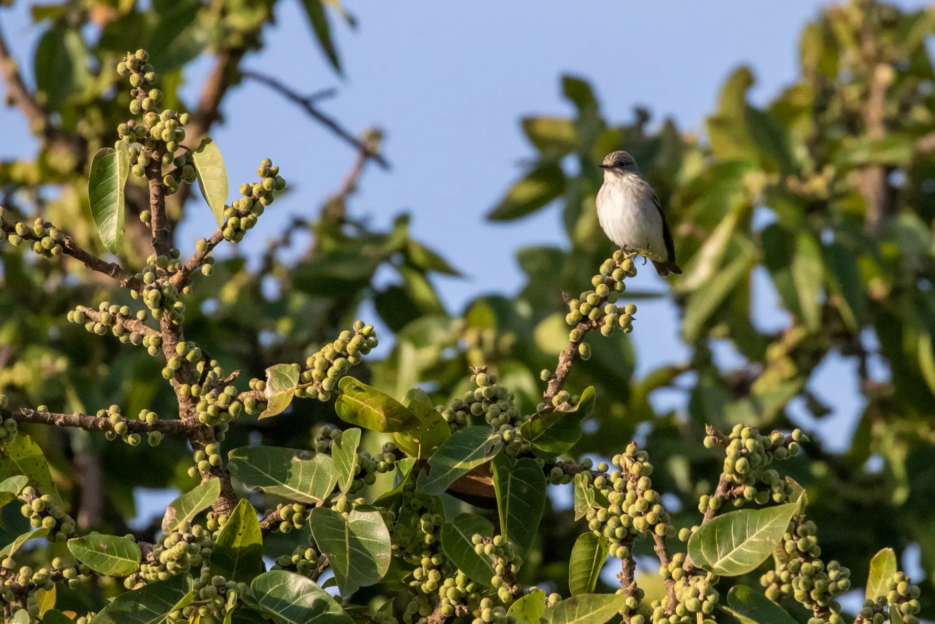 Spotted Flycatcher