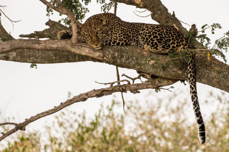 Leopard in tree in the Maasai Mara