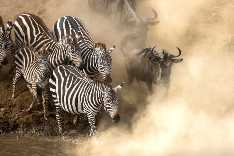 Zebra and Wildebeest Crossing Mara River