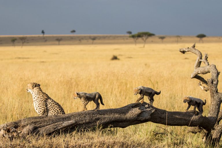 Cheetah cubs Maasai Mara