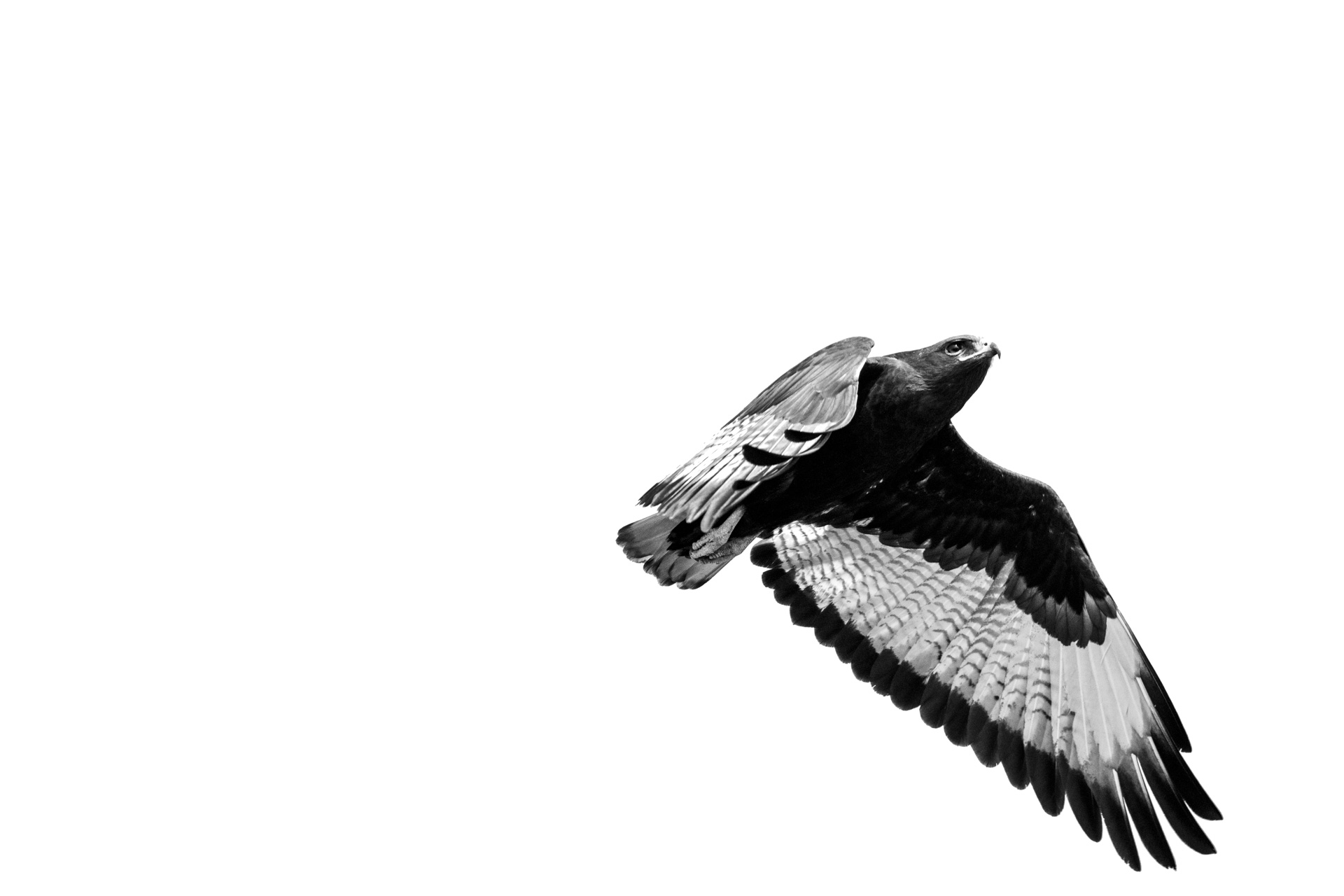 TD_BUZZARD B&W