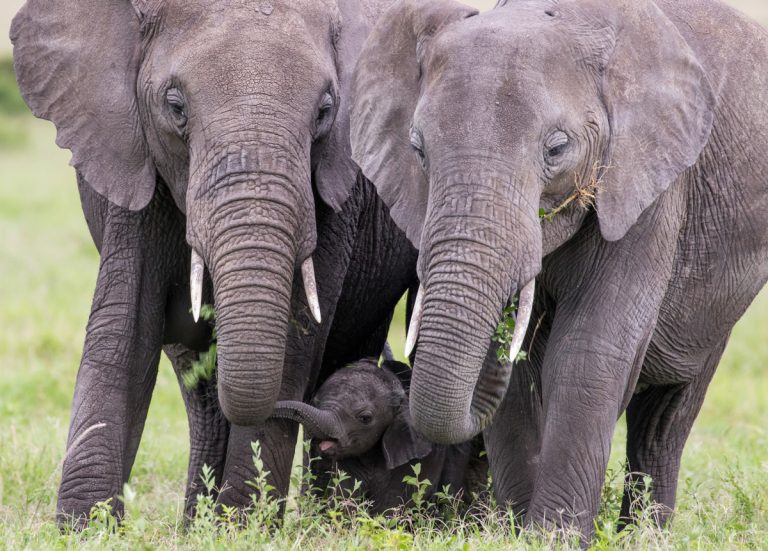 Elephant family MAasai Mara