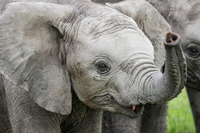 Baby elephant in the Maasai Mara