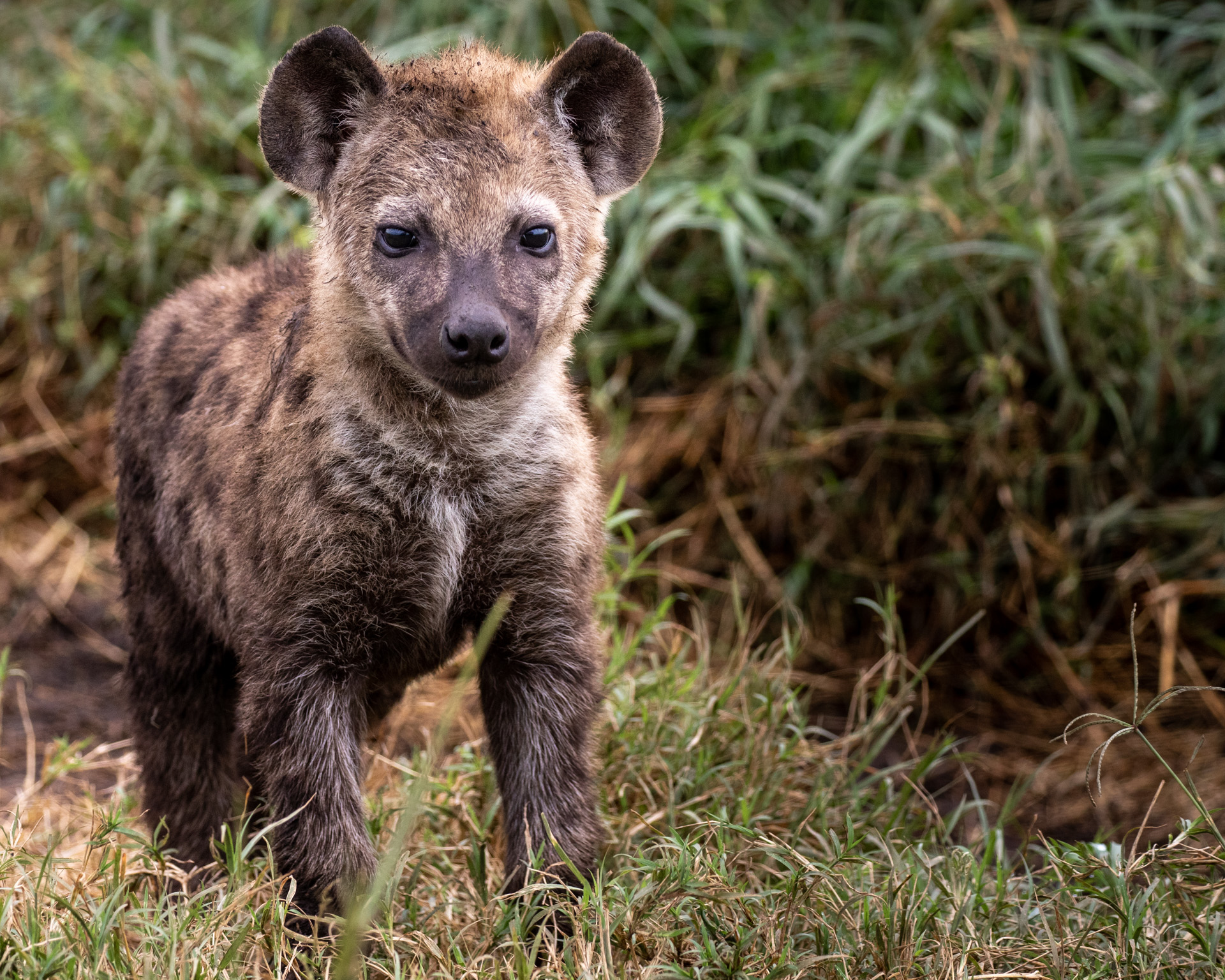 TD_HYENA CUB