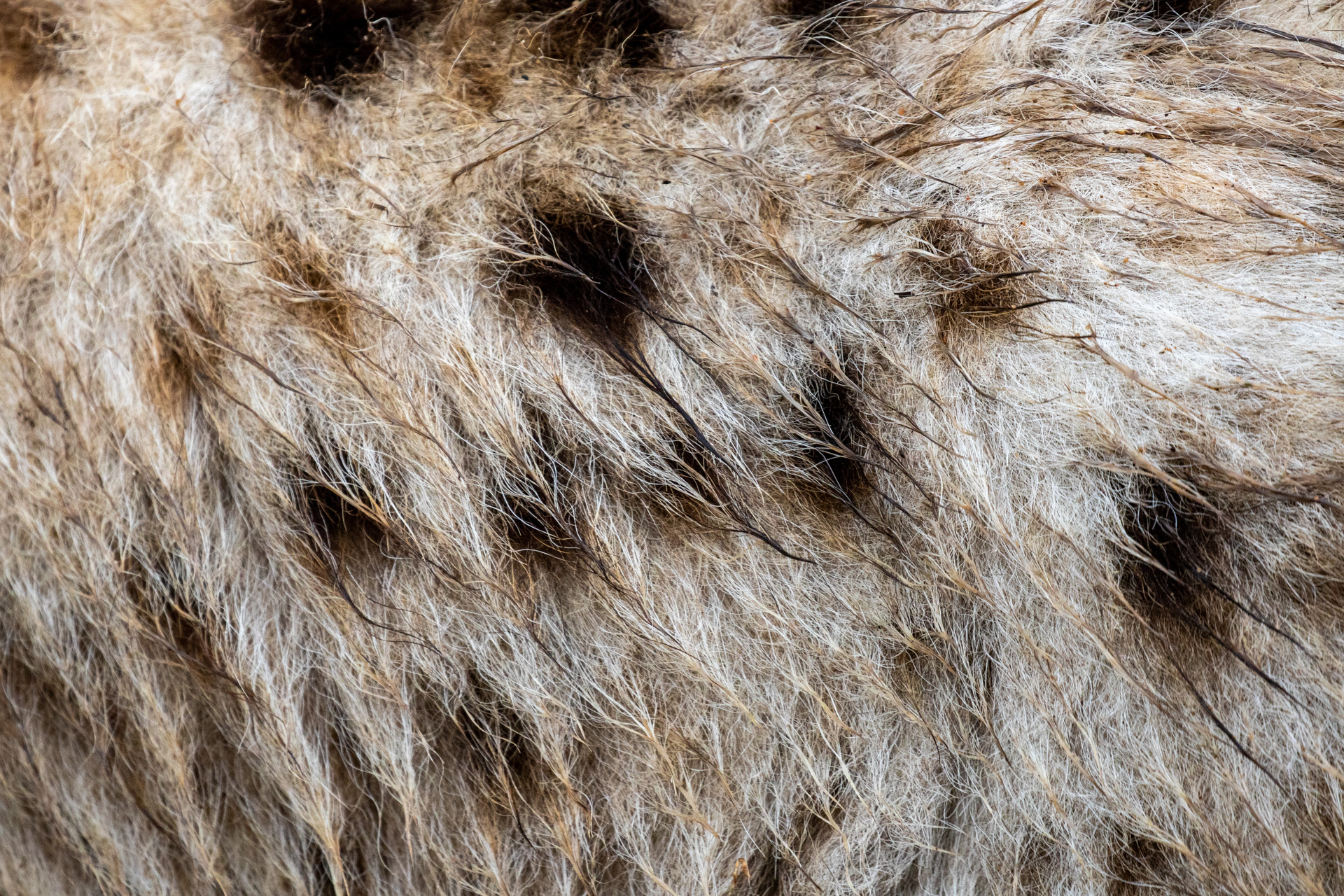 TD_HYENA FUR