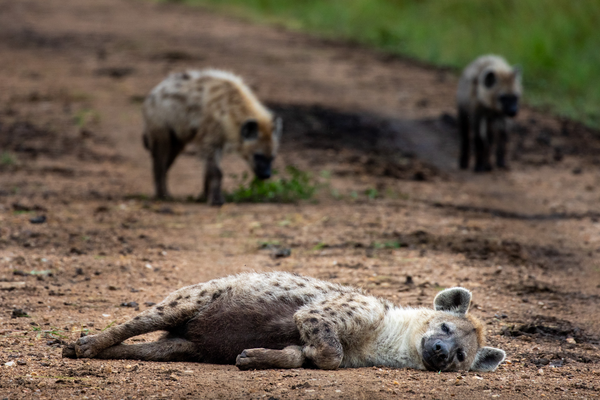 TD_HYENAS IN ROAD