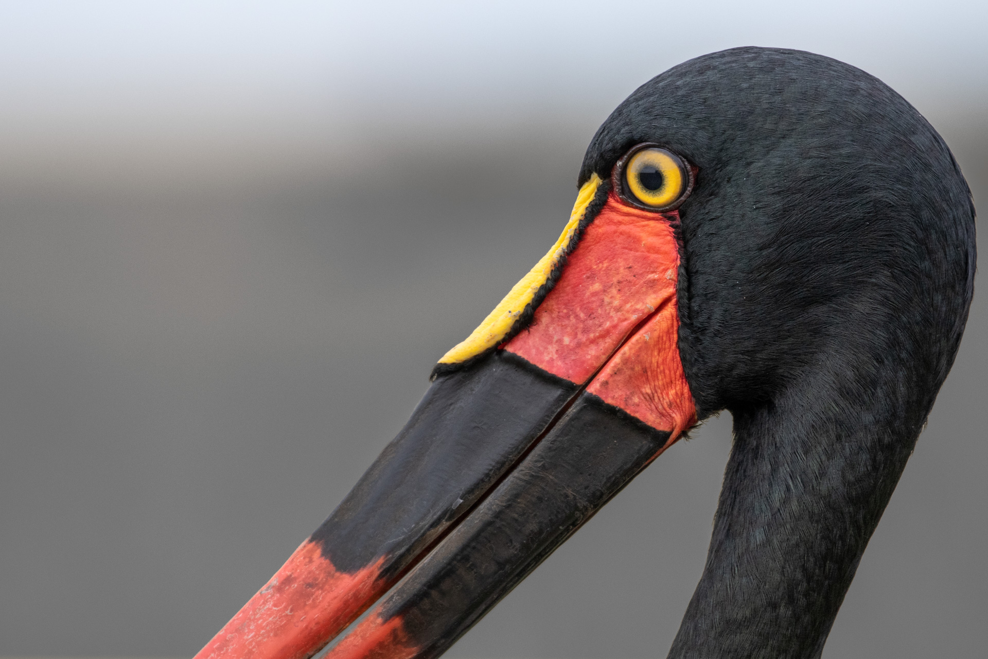 TD_SADDLEBILL CLOSE-UP