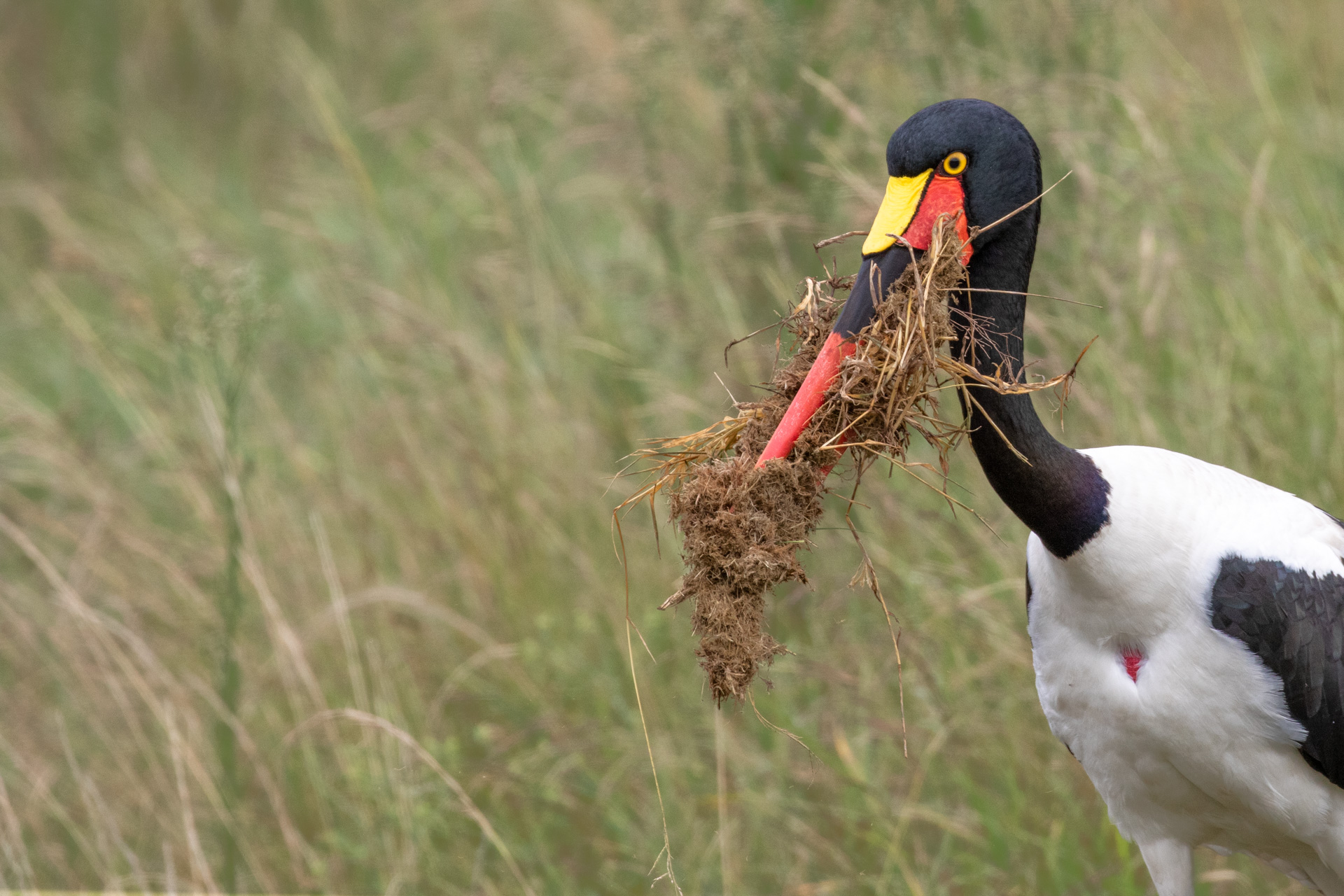 TD_SADDLEBILL NESTING 1