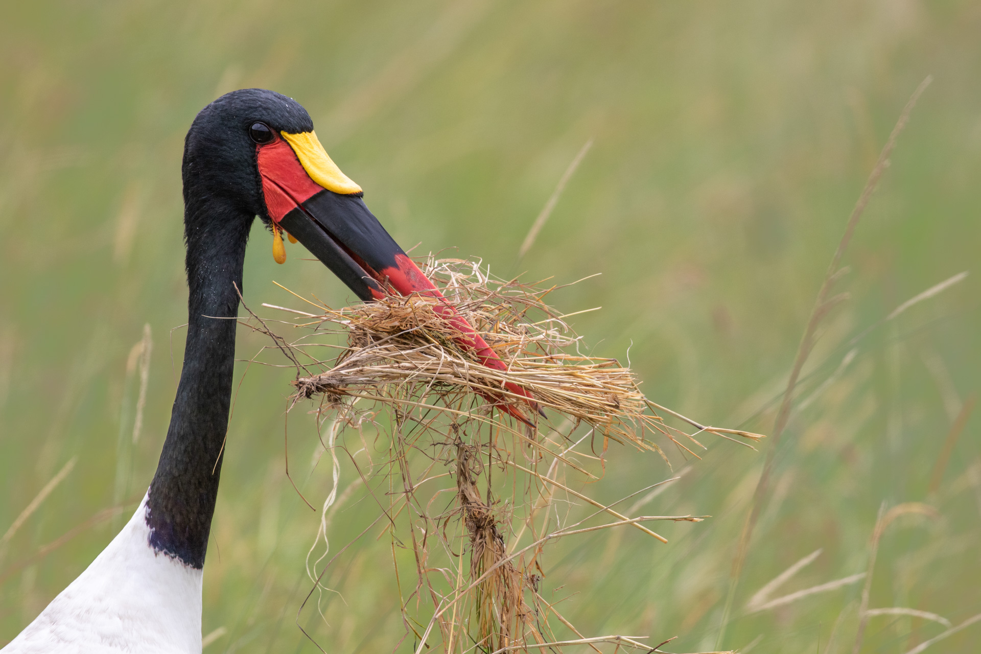 TD_SADDLEBILL NESTING 2