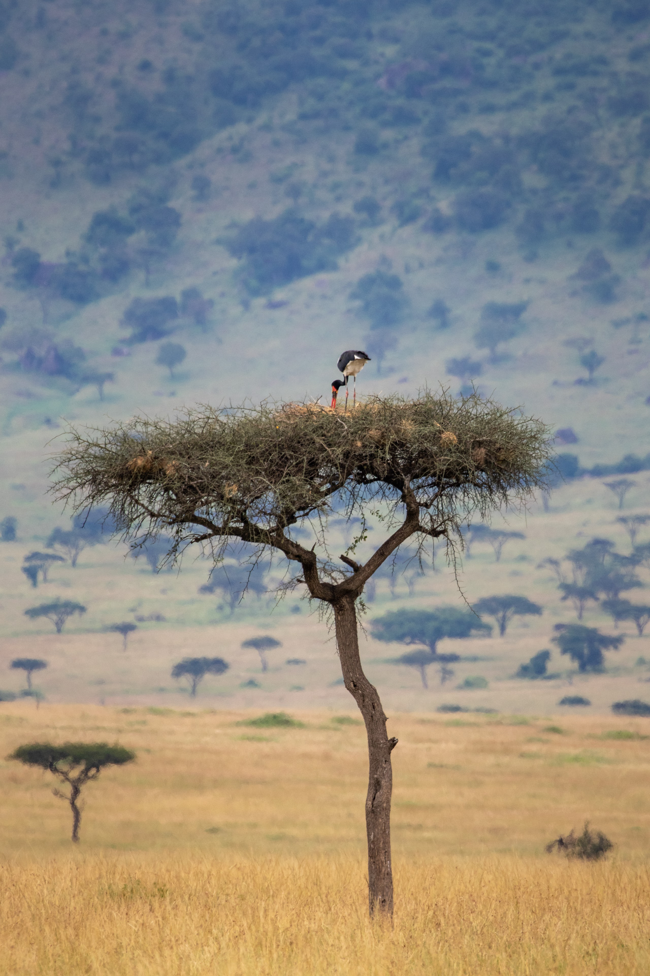 TD_SADDLEBILL NEST