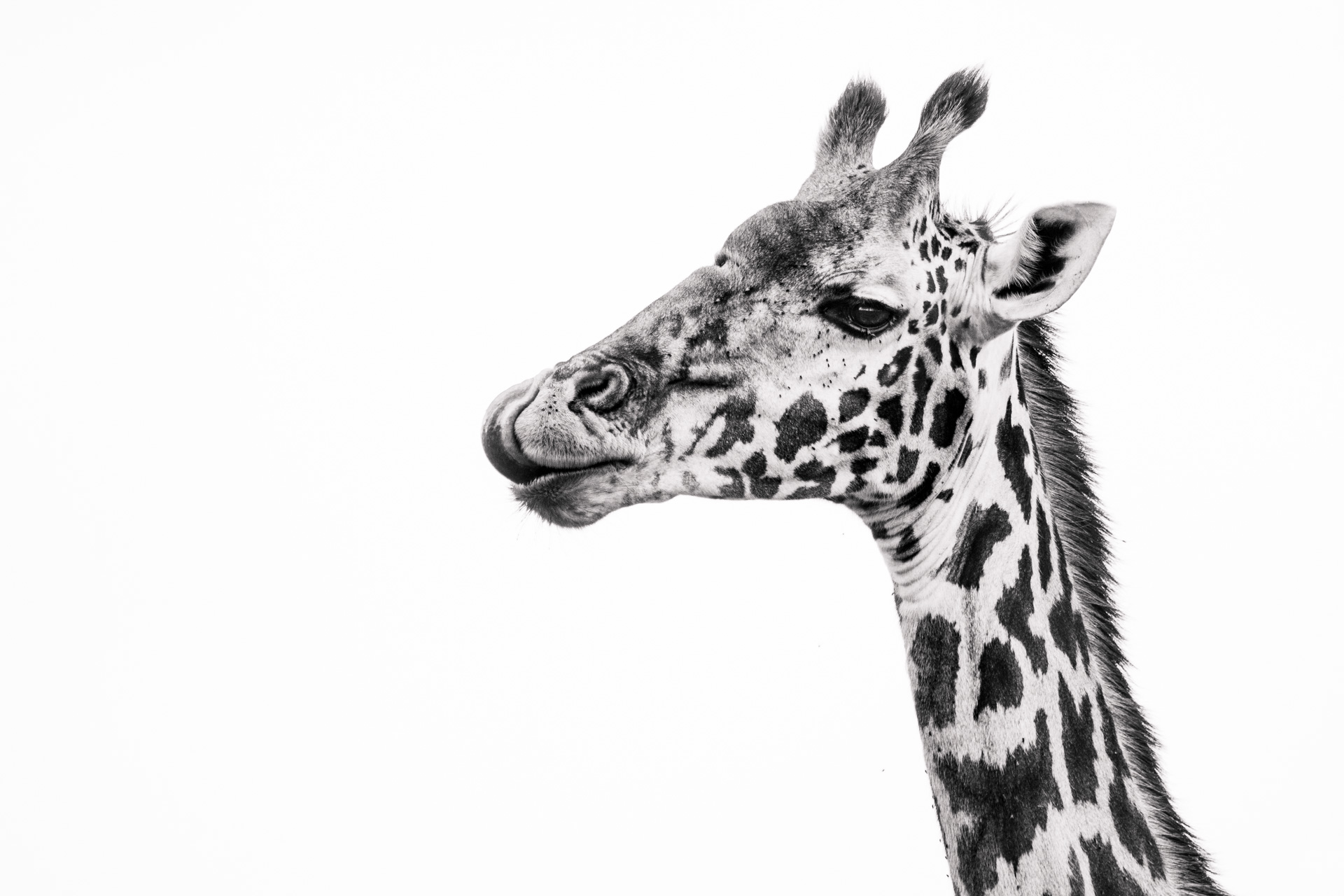 giraffe black and white