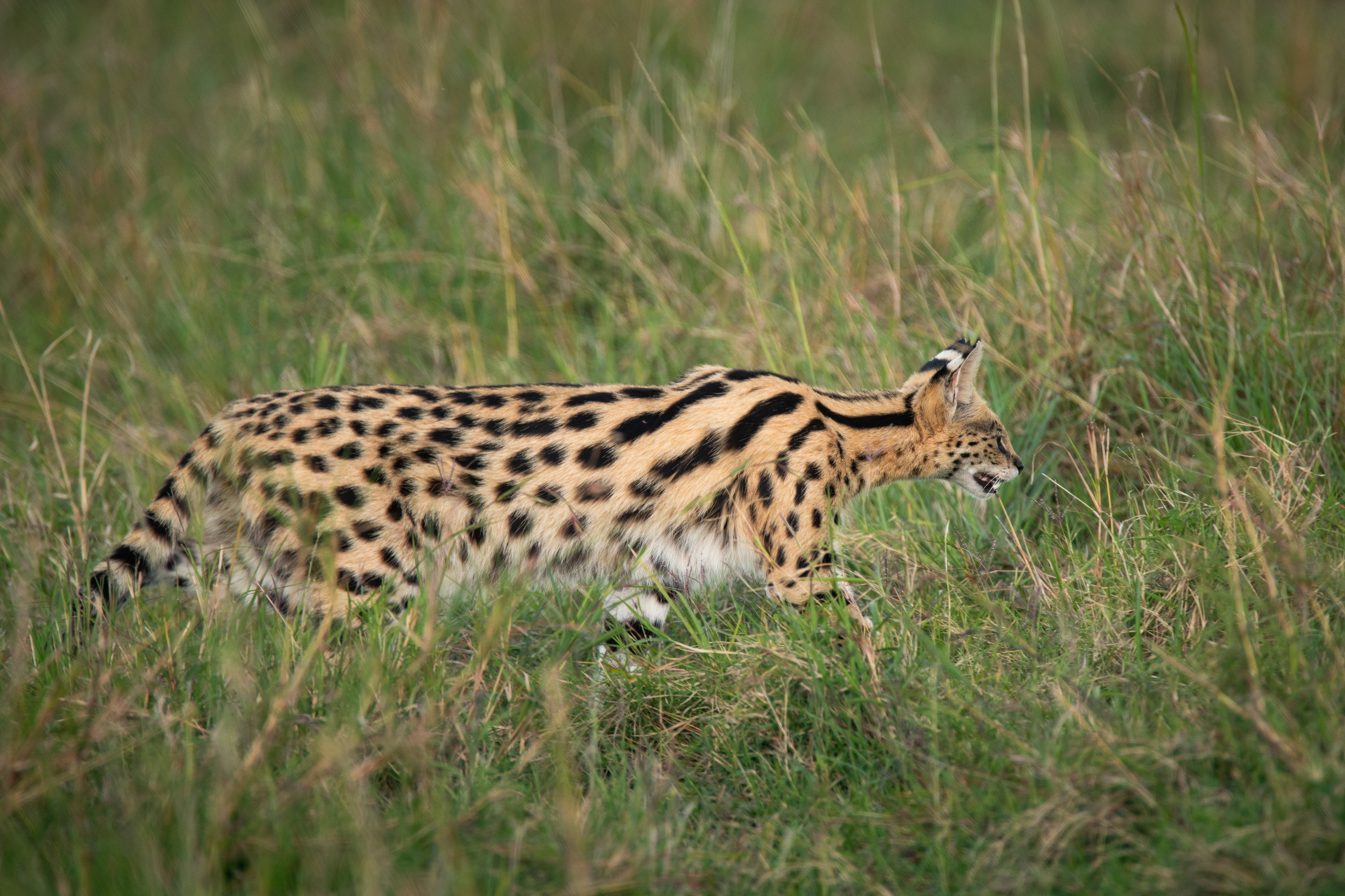 serval cat
