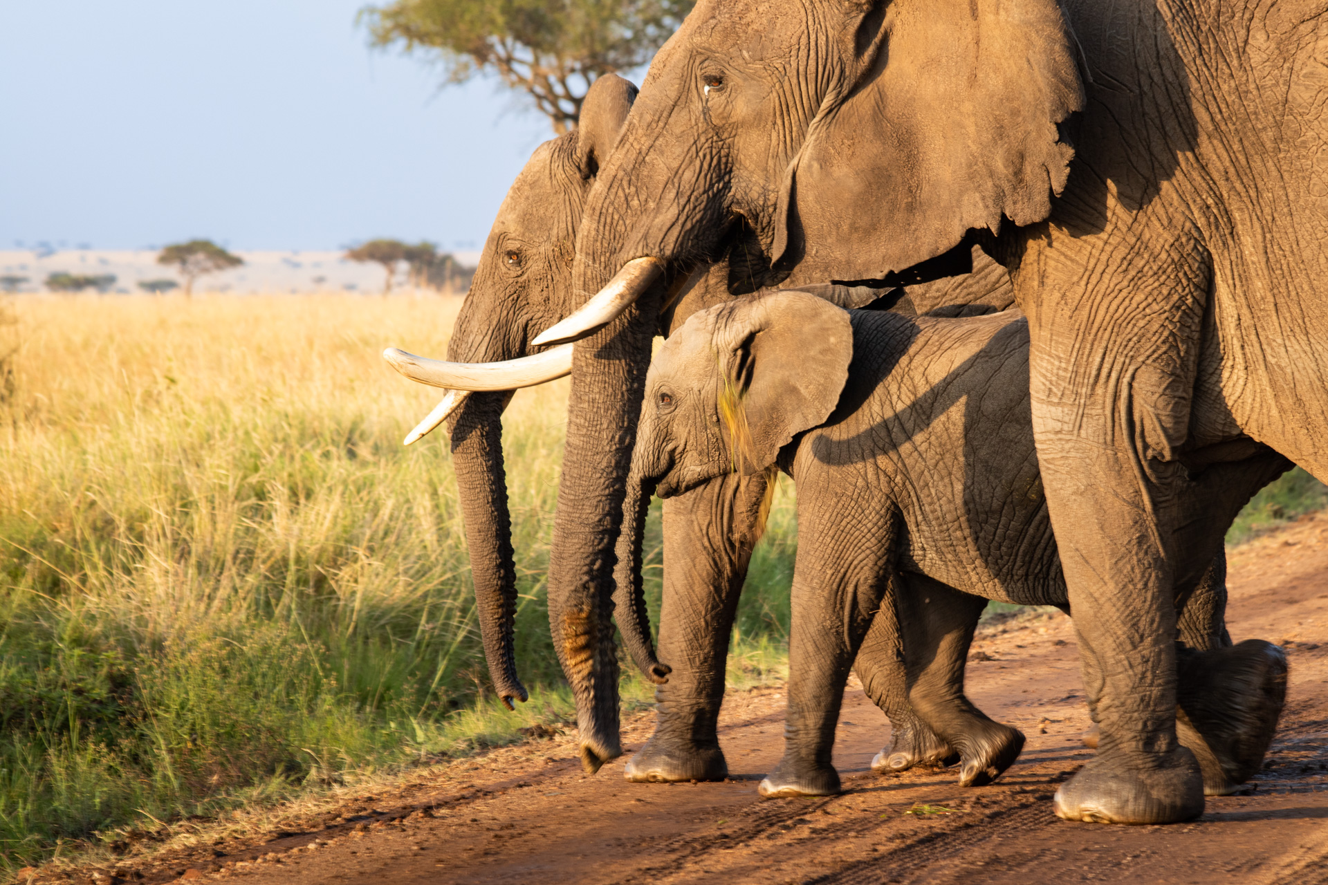 Elephant family