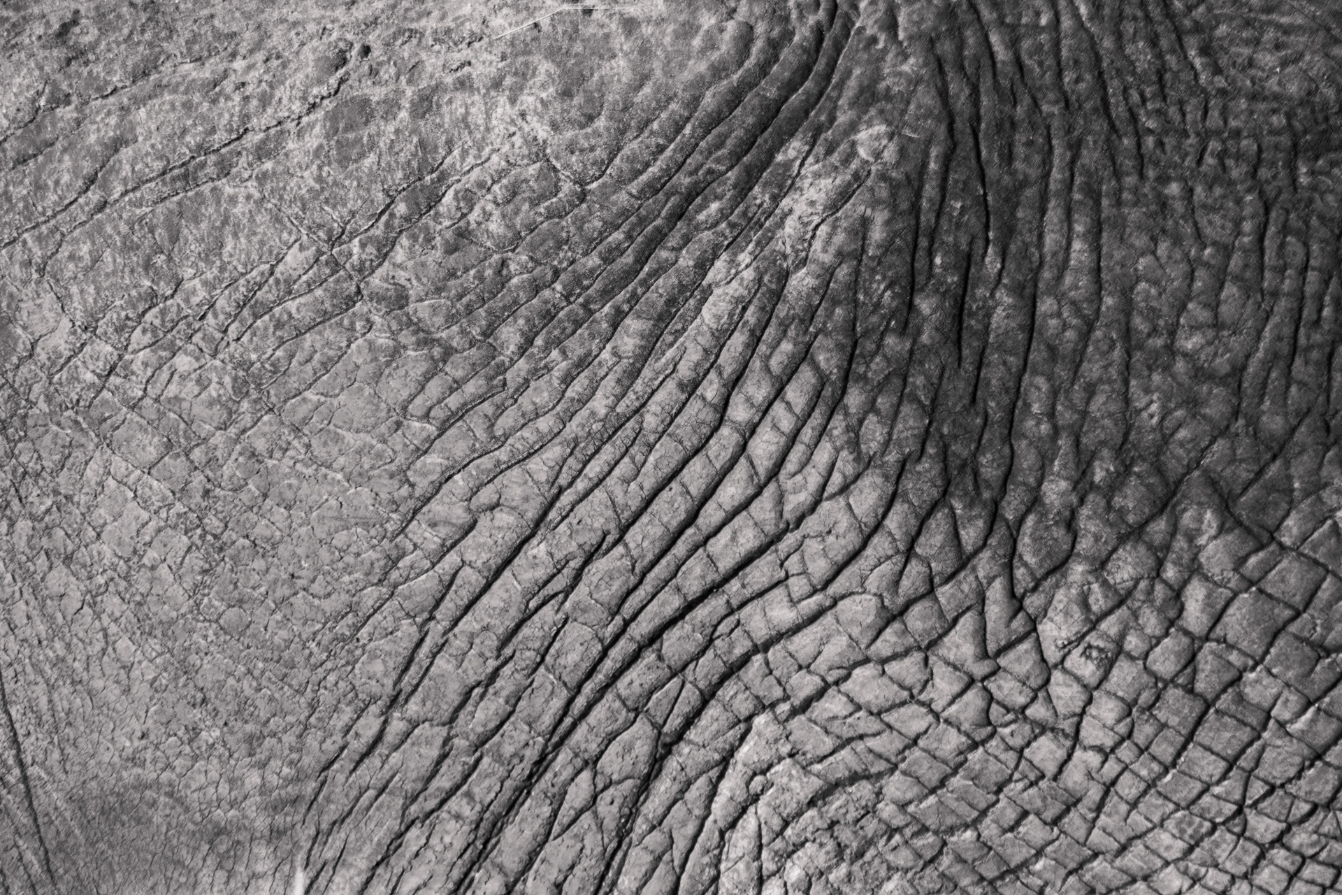 Elephant skin