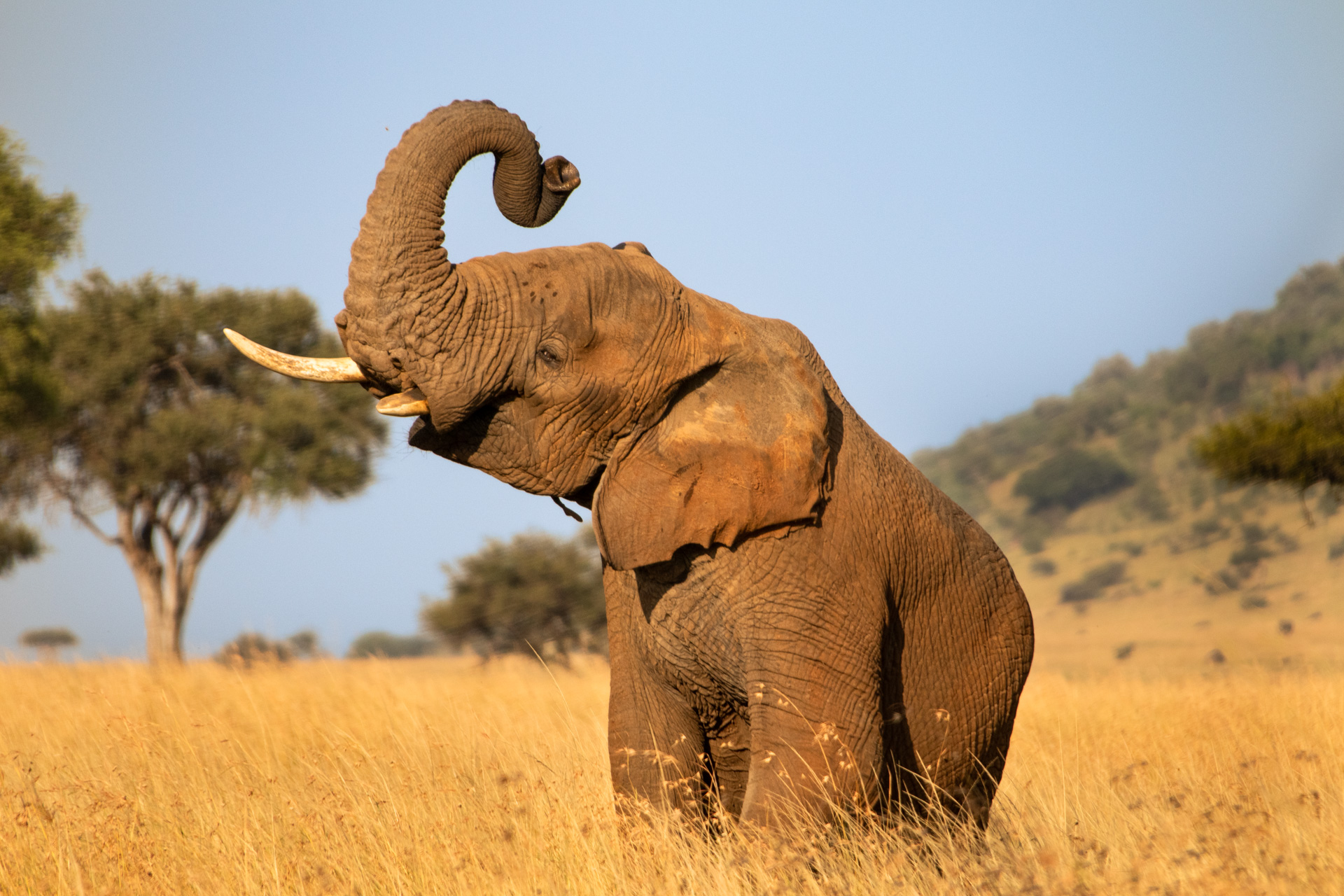 Elephant shaking head