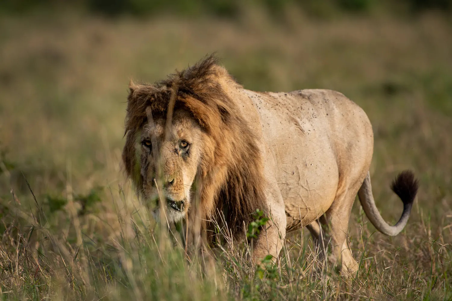 Blondie - Male Lion