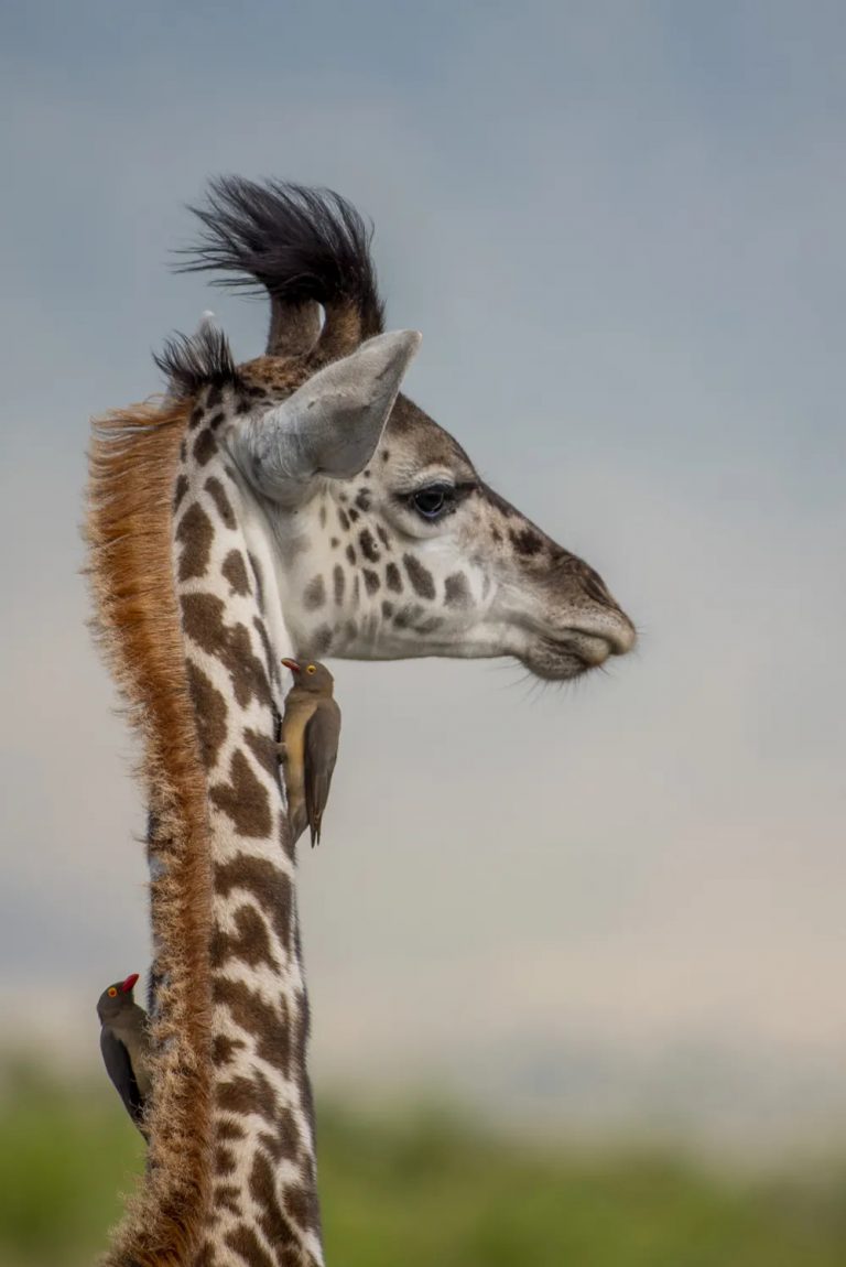 Giraffe baby 2