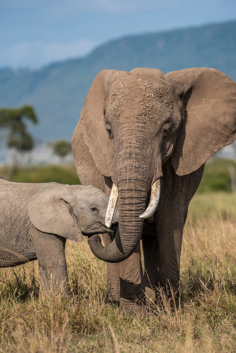 Elephant Mom And Calf