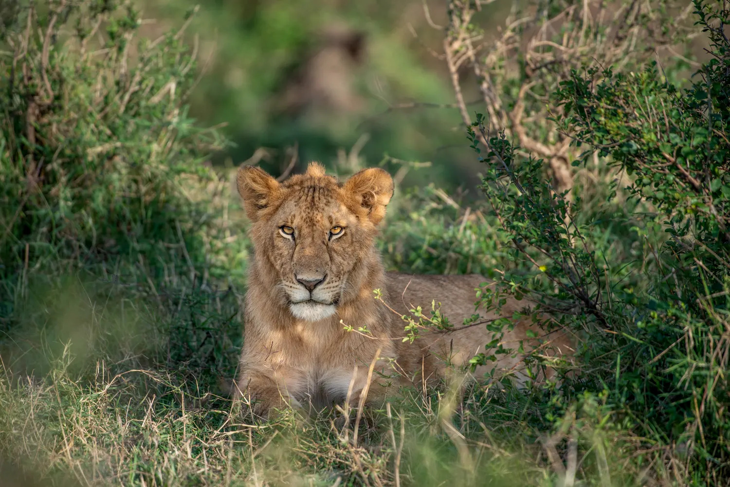 young male lion
