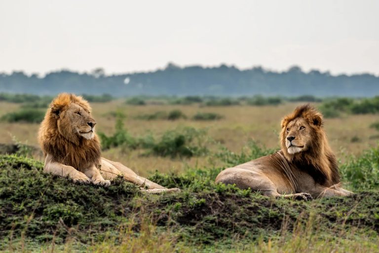 Male Lions