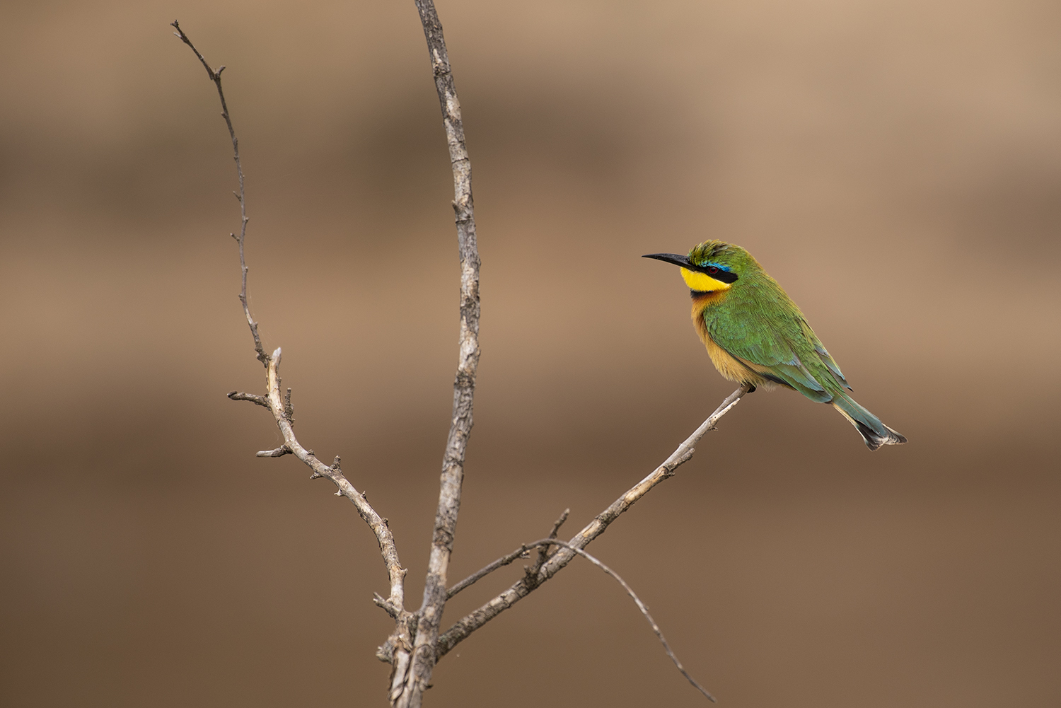 Bee-eater sitting on a twig in the mara