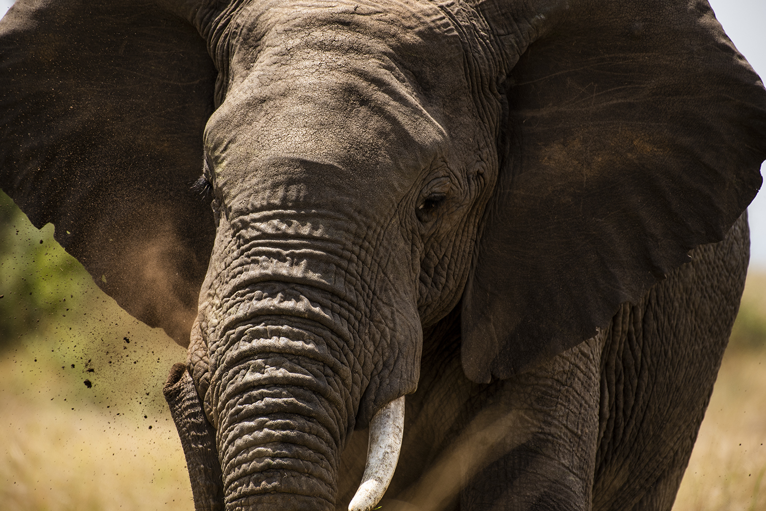 Elephant playing in the dirt